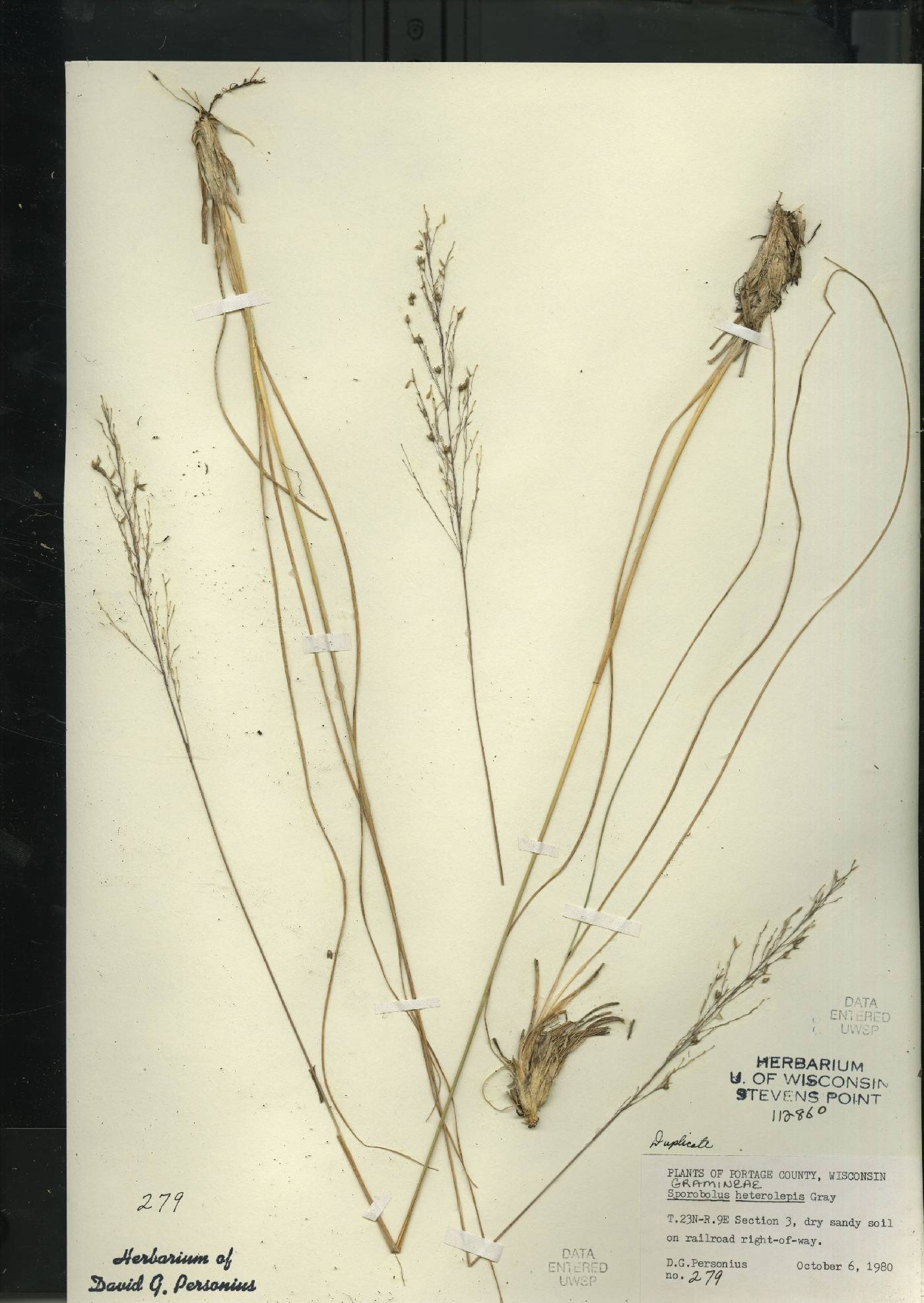 Sporobolus heterolepis image