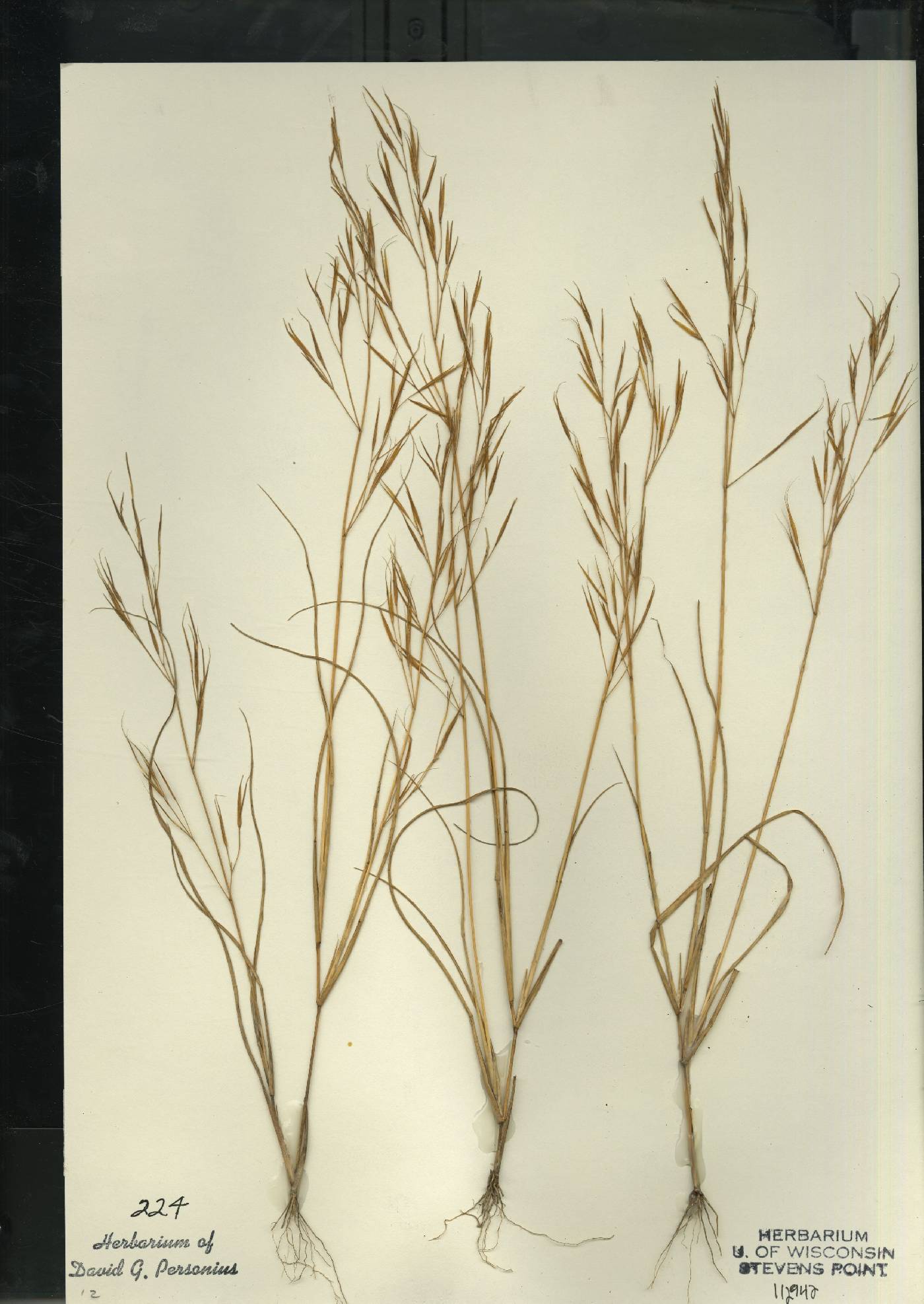Aristida tuberculosa image
