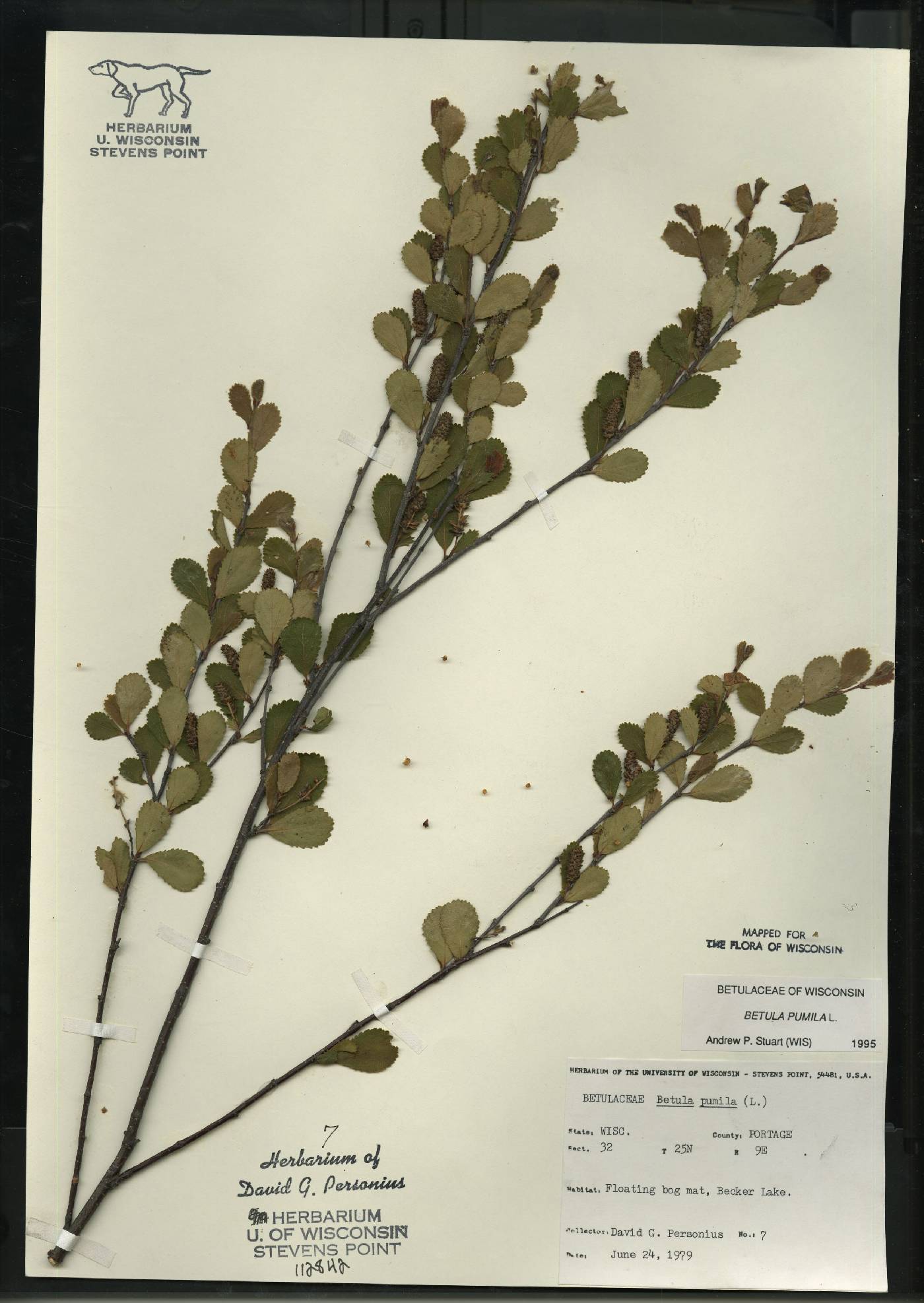 Betula pumila image