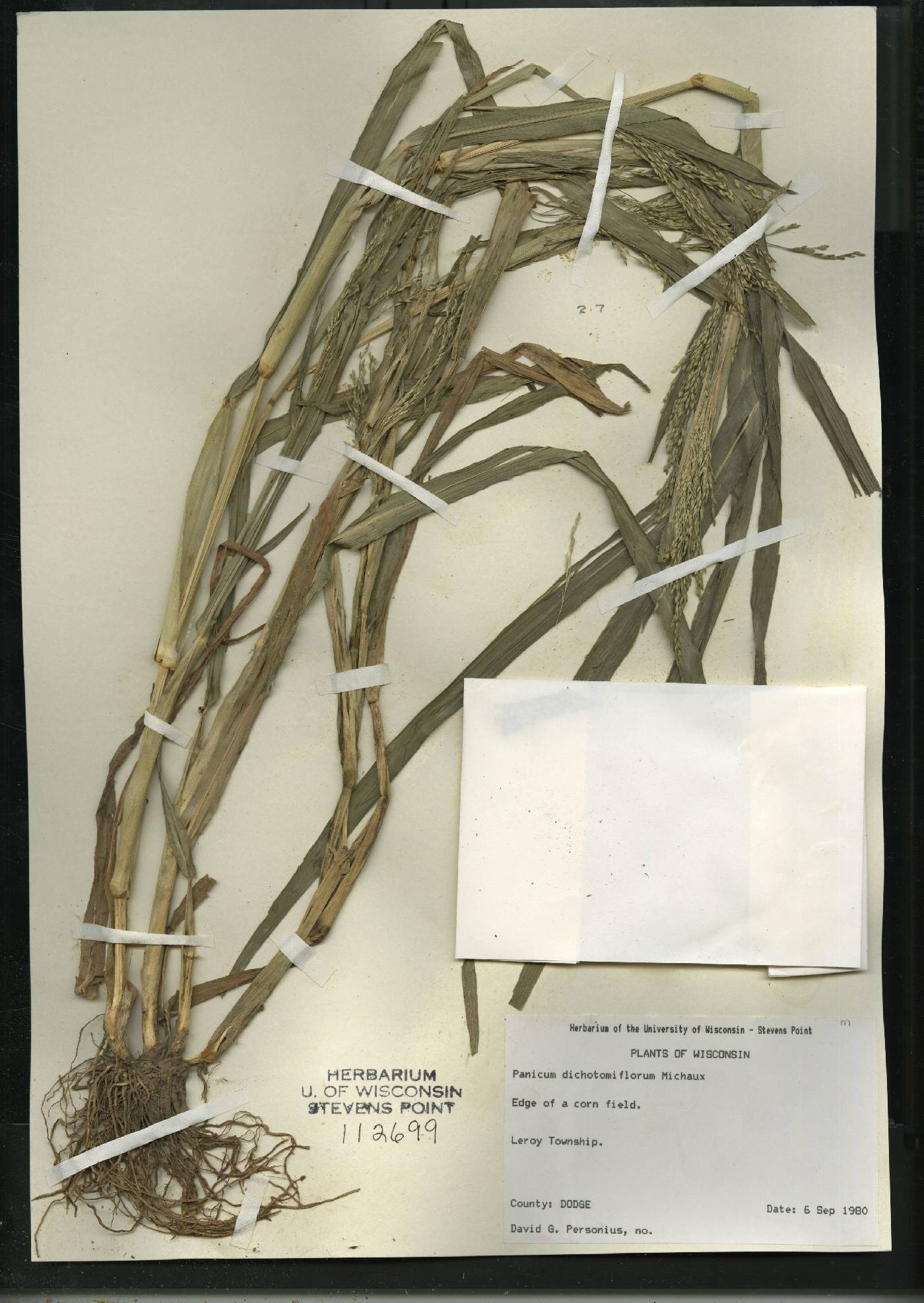 Panicum dichotomiflorum subsp. dichotomiflorum image