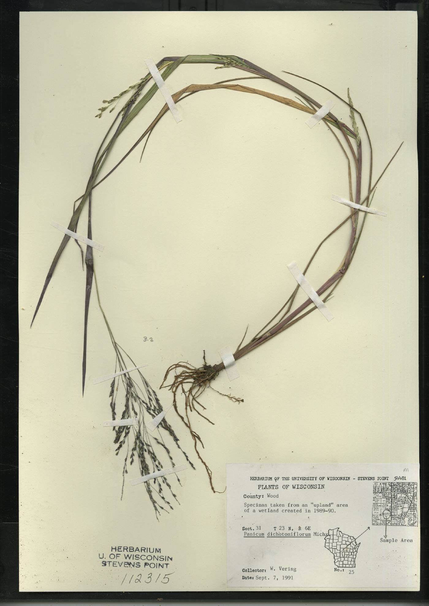 Panicum dichotomiflorum subsp. dichotomiflorum image