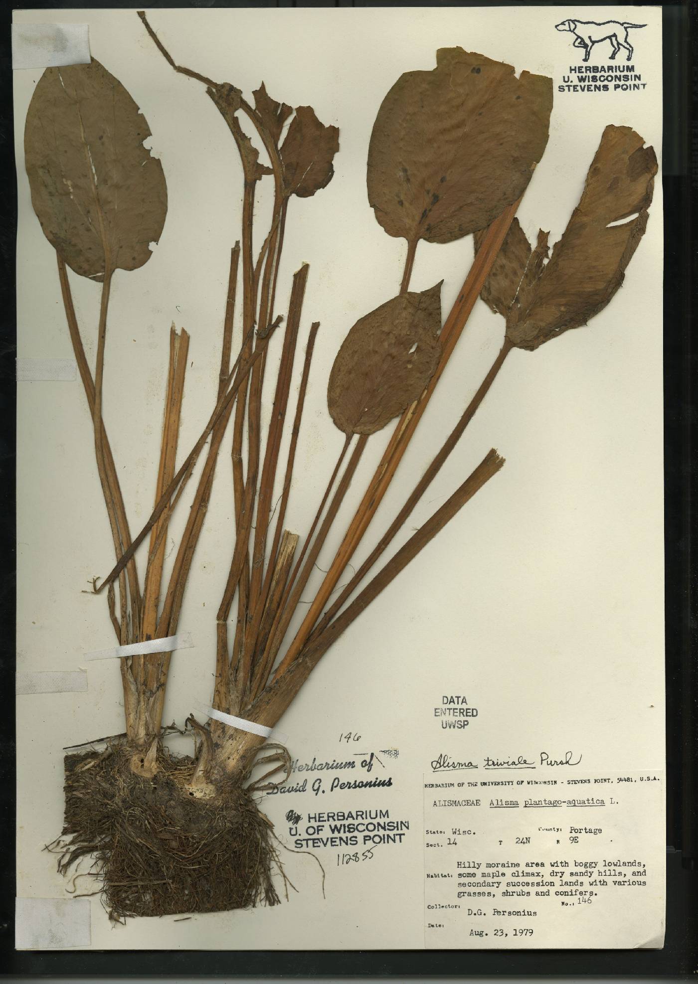 Alisma triviale image