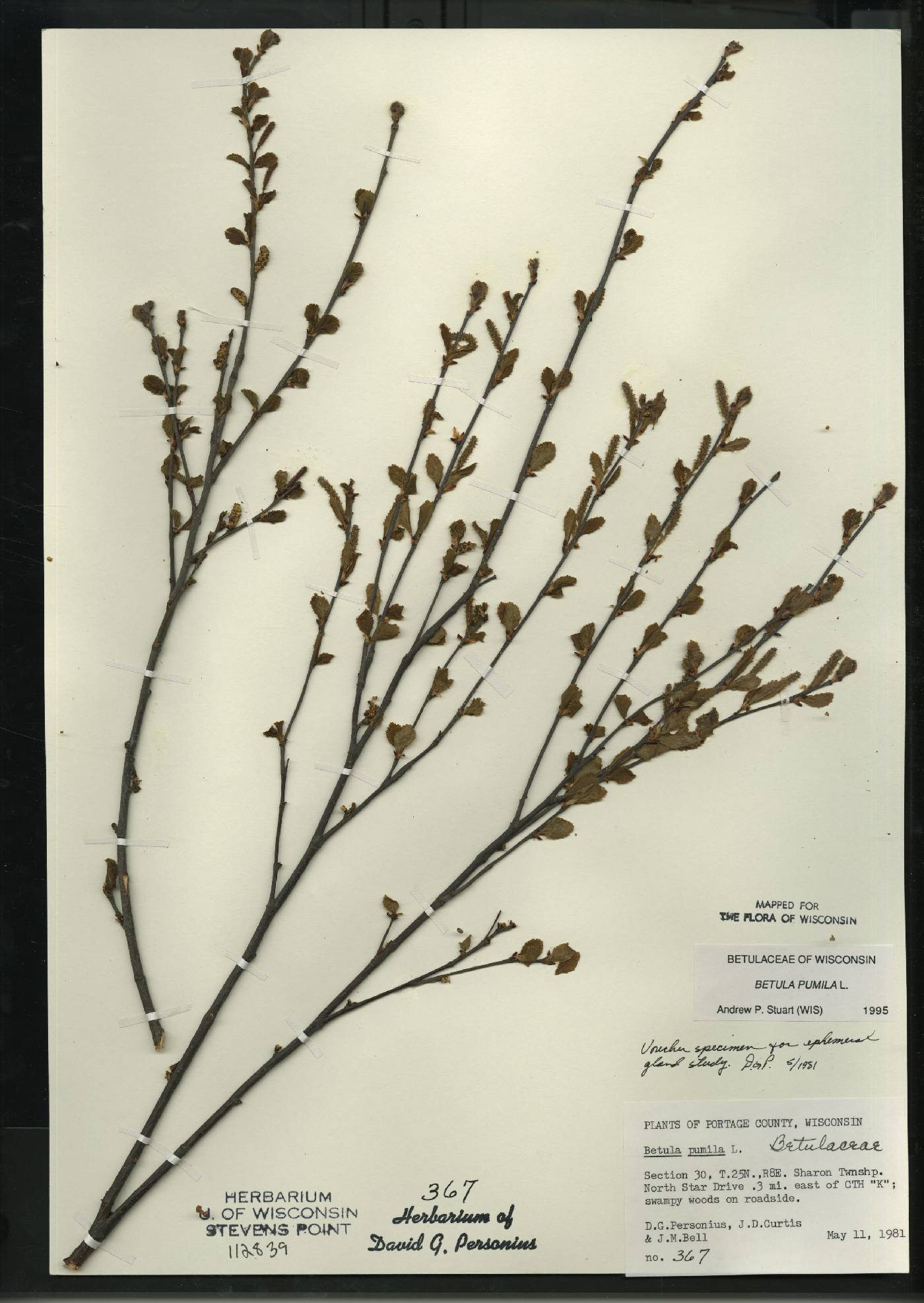 Betula pumila image