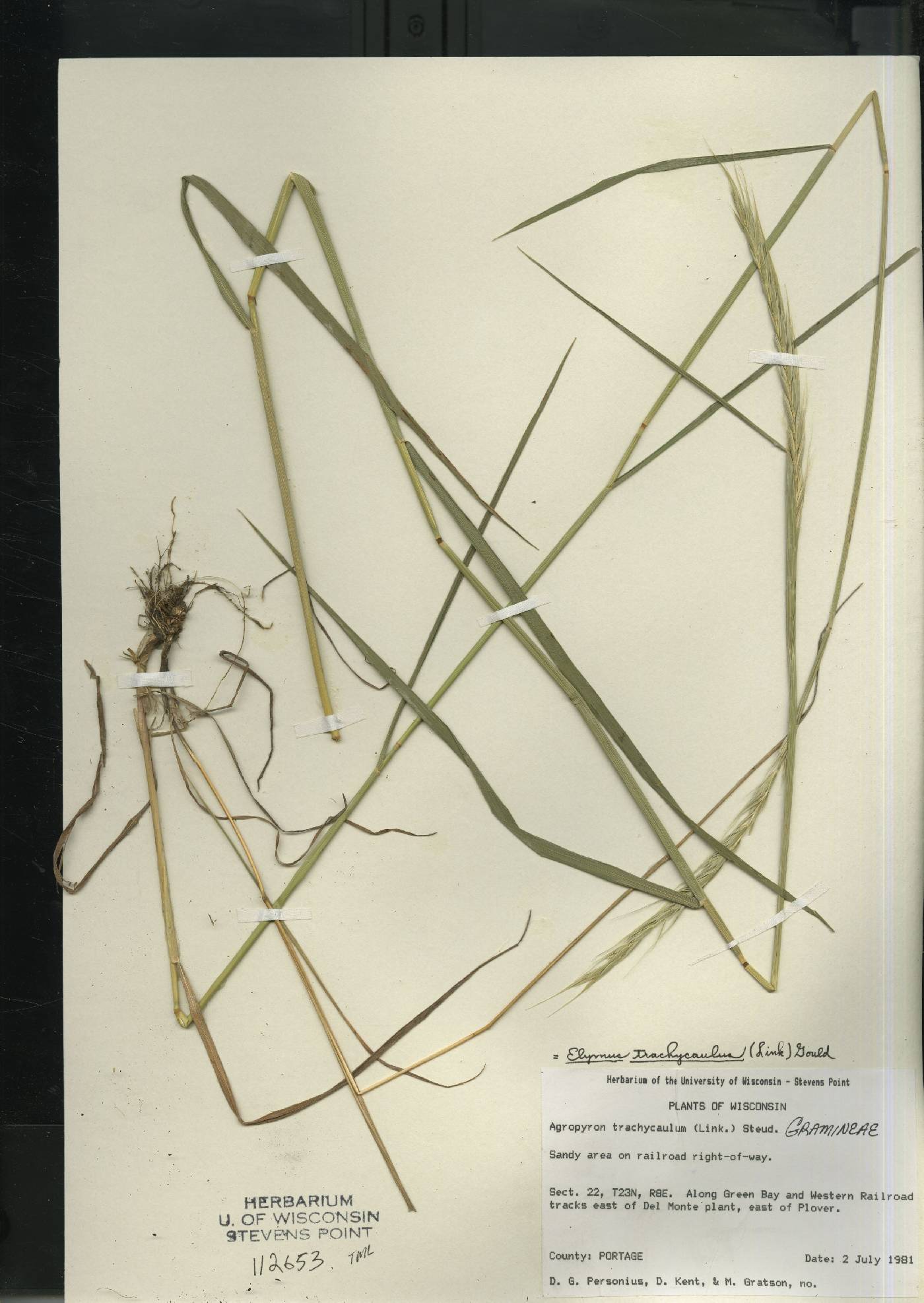 Elymus trachycaulus image