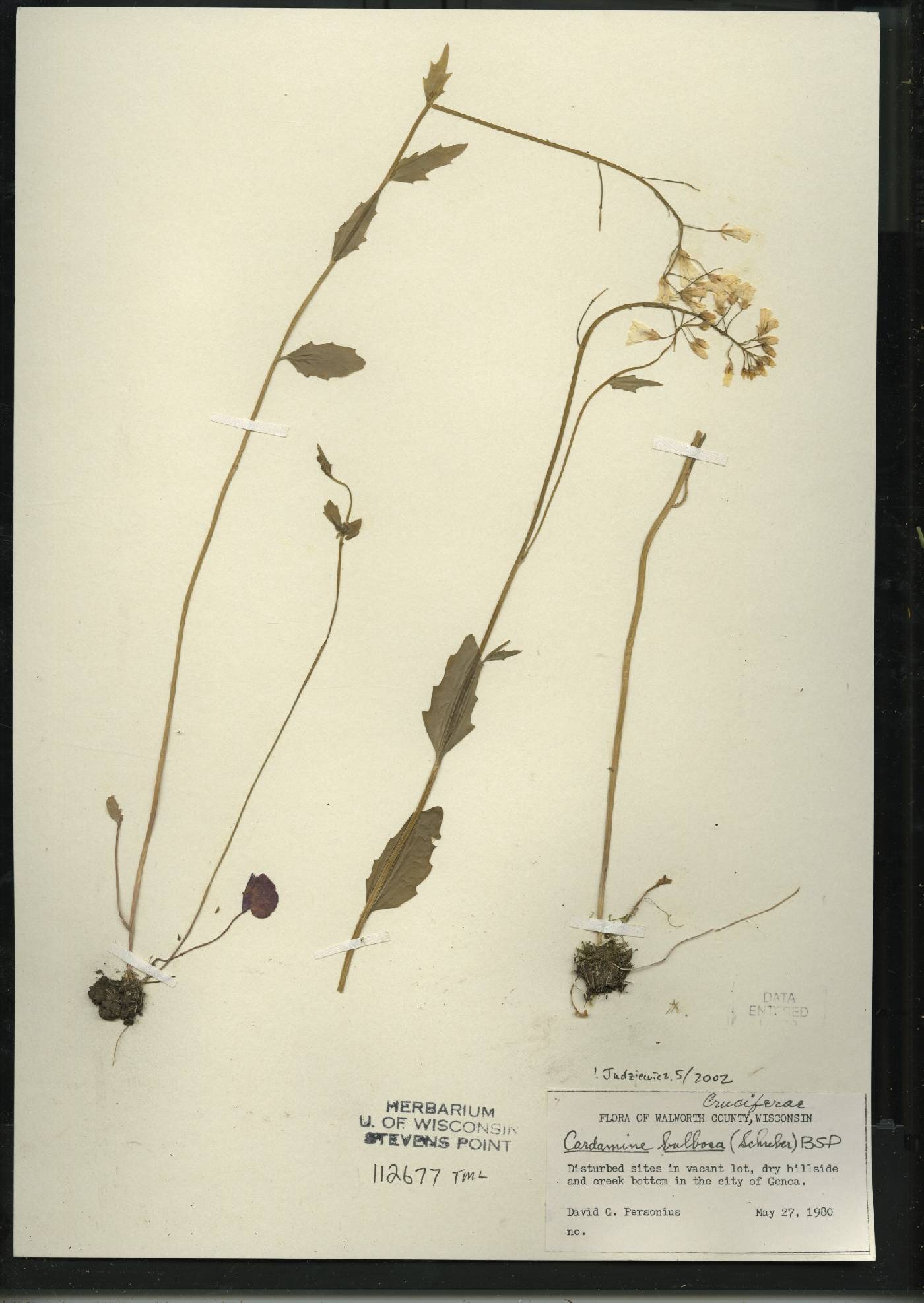 Cardamine bulbosa image