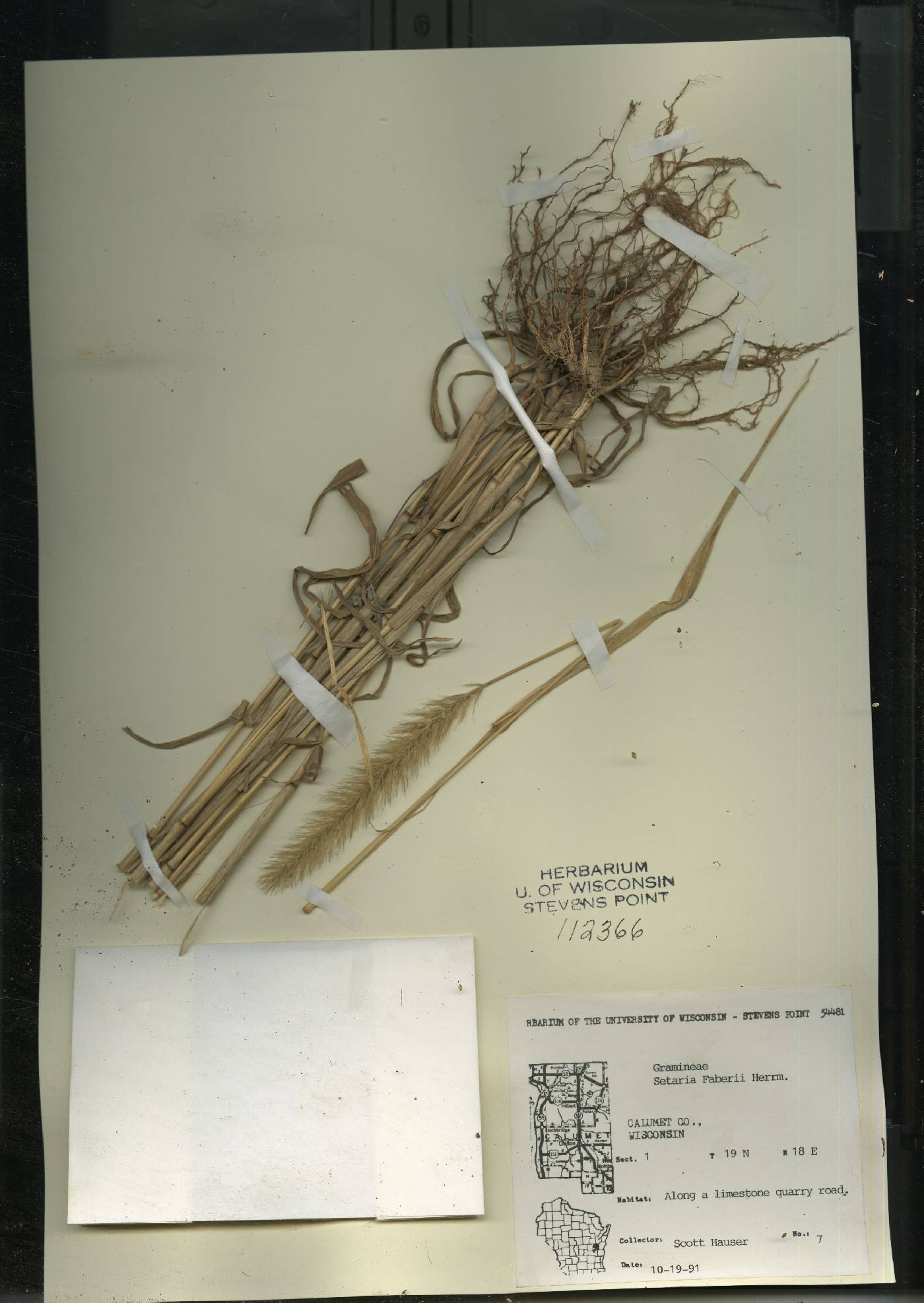 Setaria faberi image