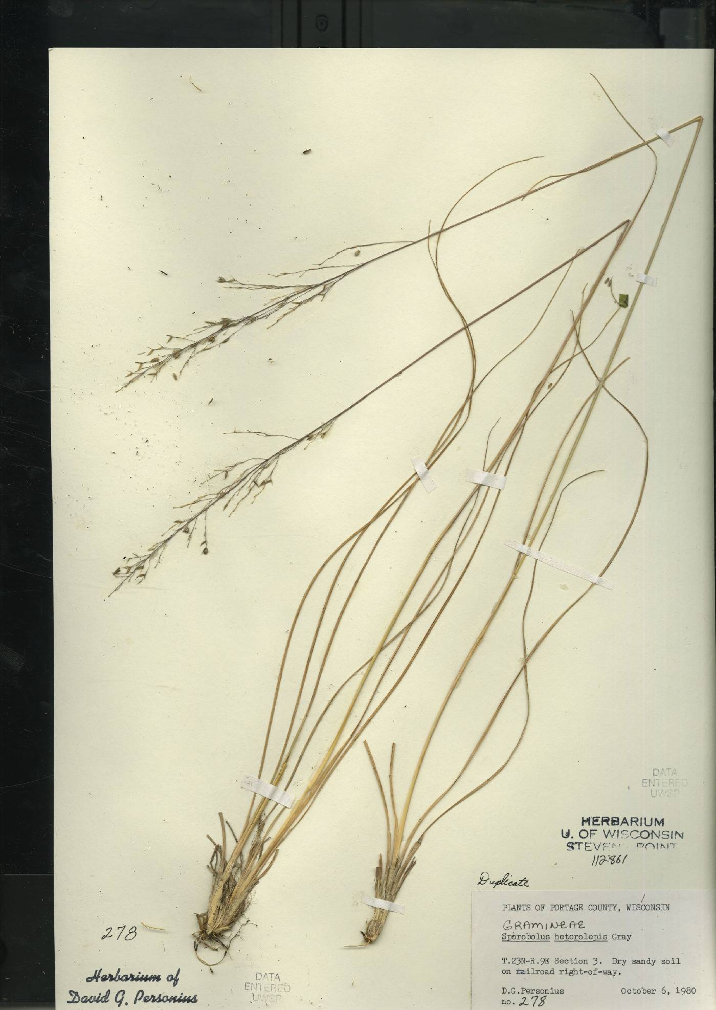 Sporobolus heterolepis image