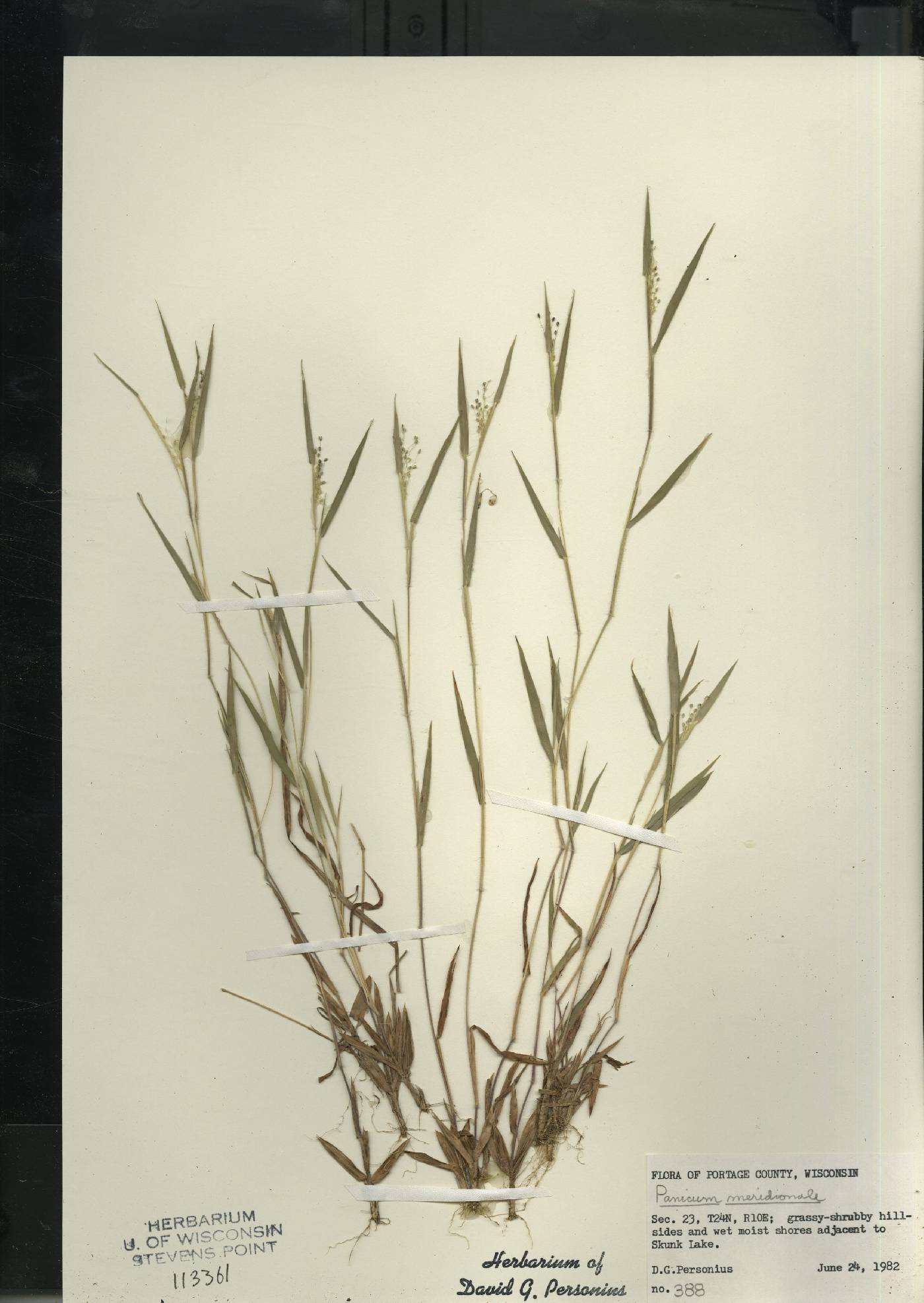 Dichanthelium meridionale image
