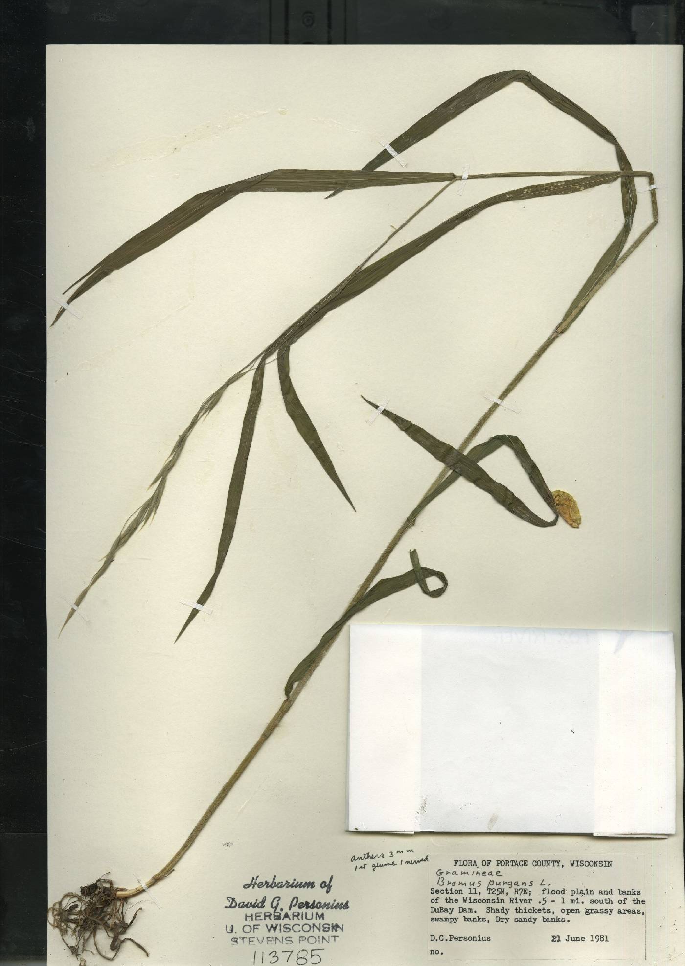 Bromus pubescens image
