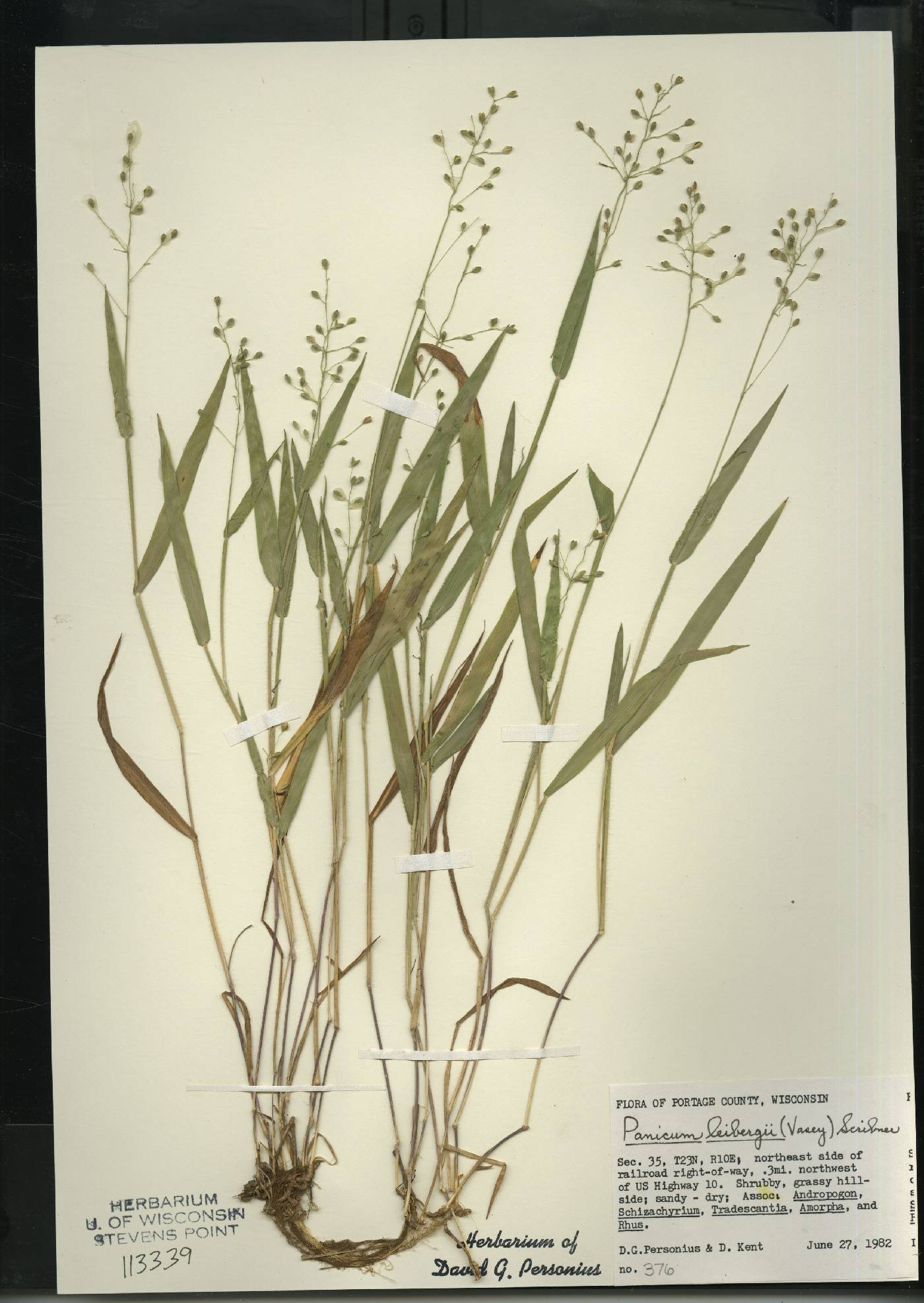 Dichanthelium leibergii image
