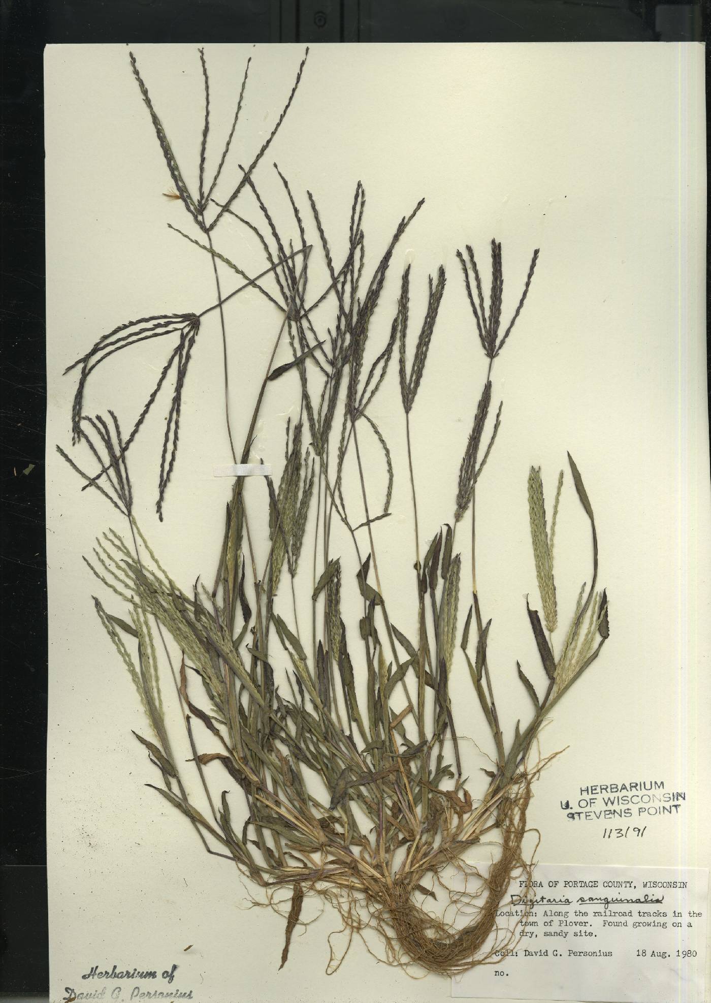 Digitaria sanguinalis image
