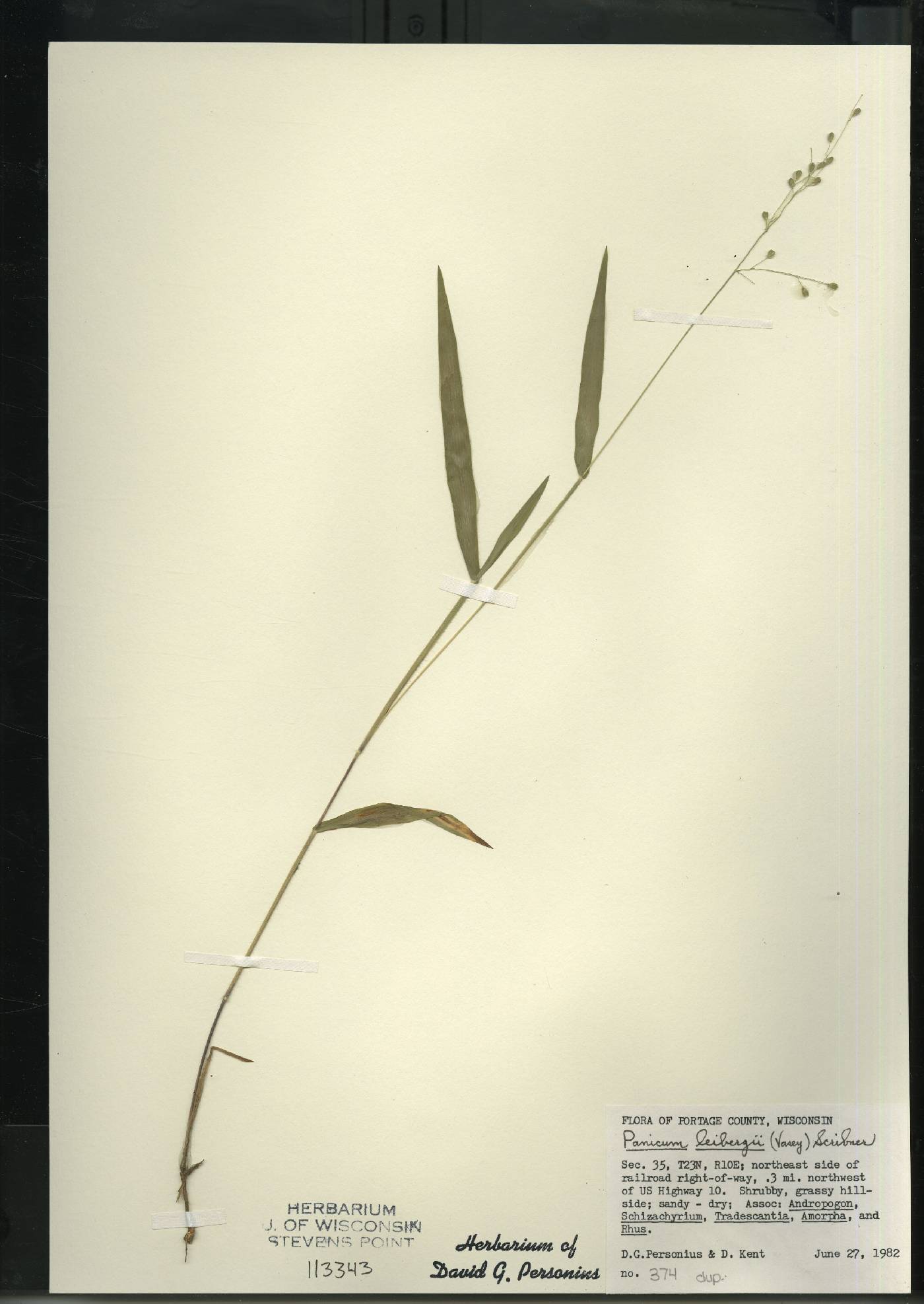 Dichanthelium leibergii image