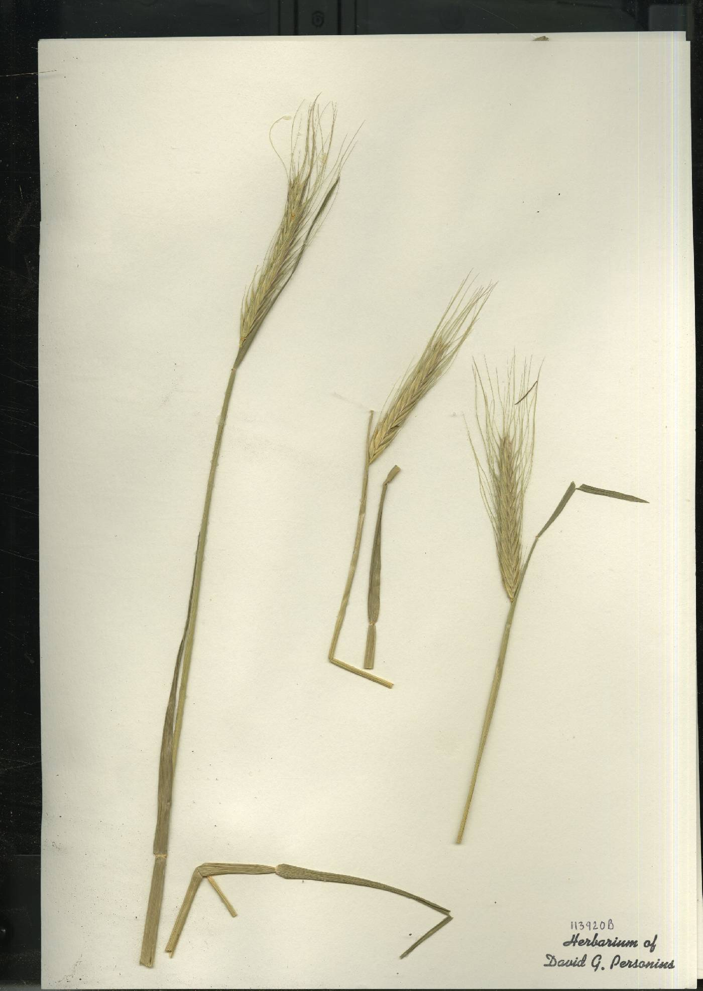 Secale cereale image