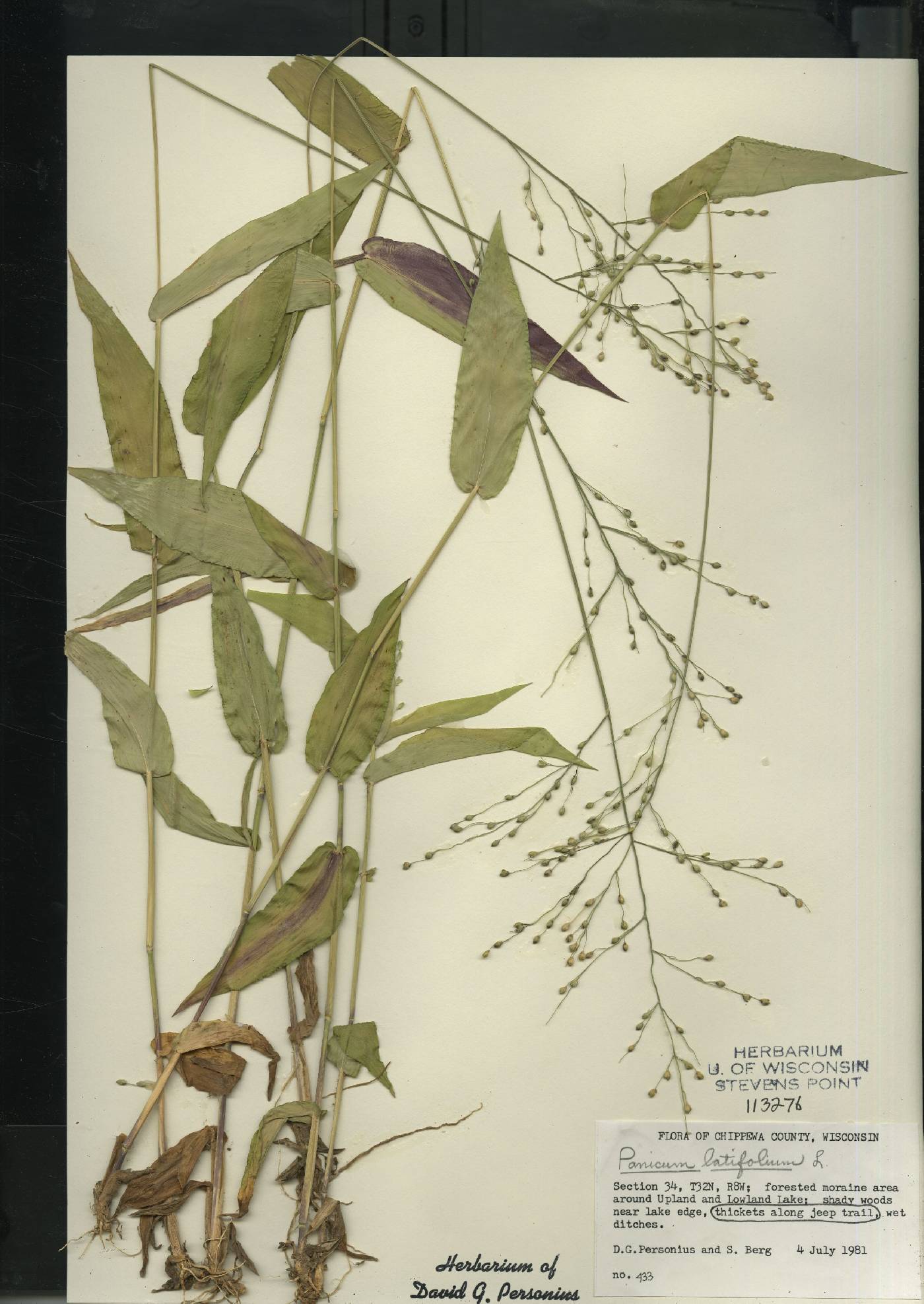 Dichanthelium latifolium image