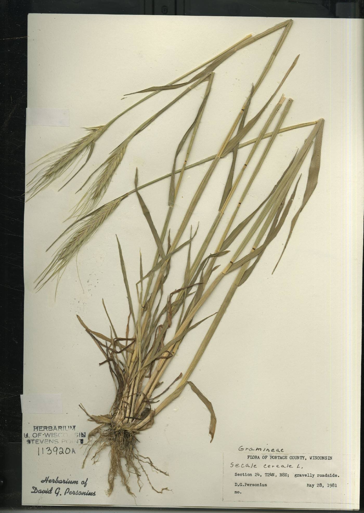 Secale cereale image