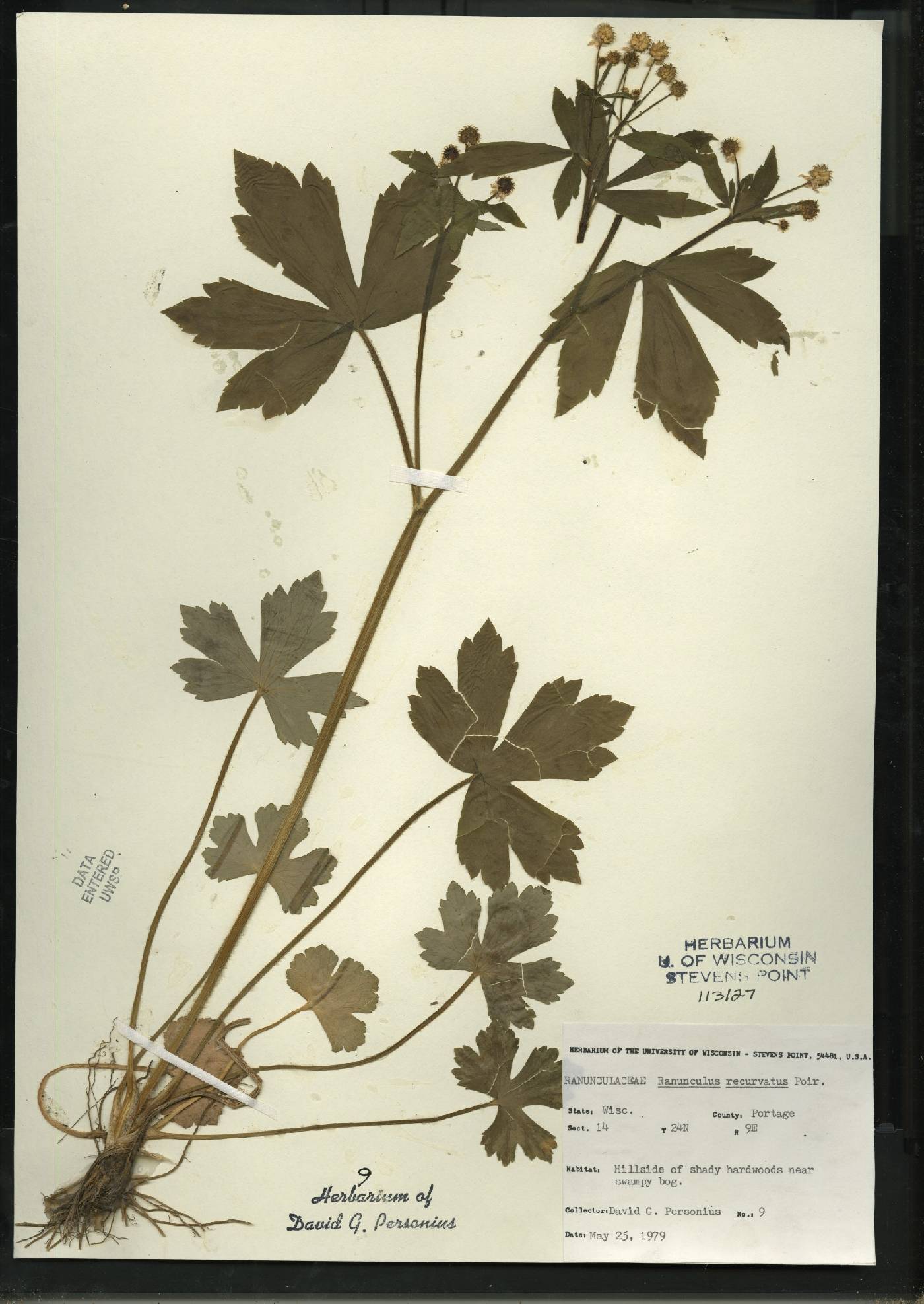 Ranunculus recurvatus var. recurvatus image