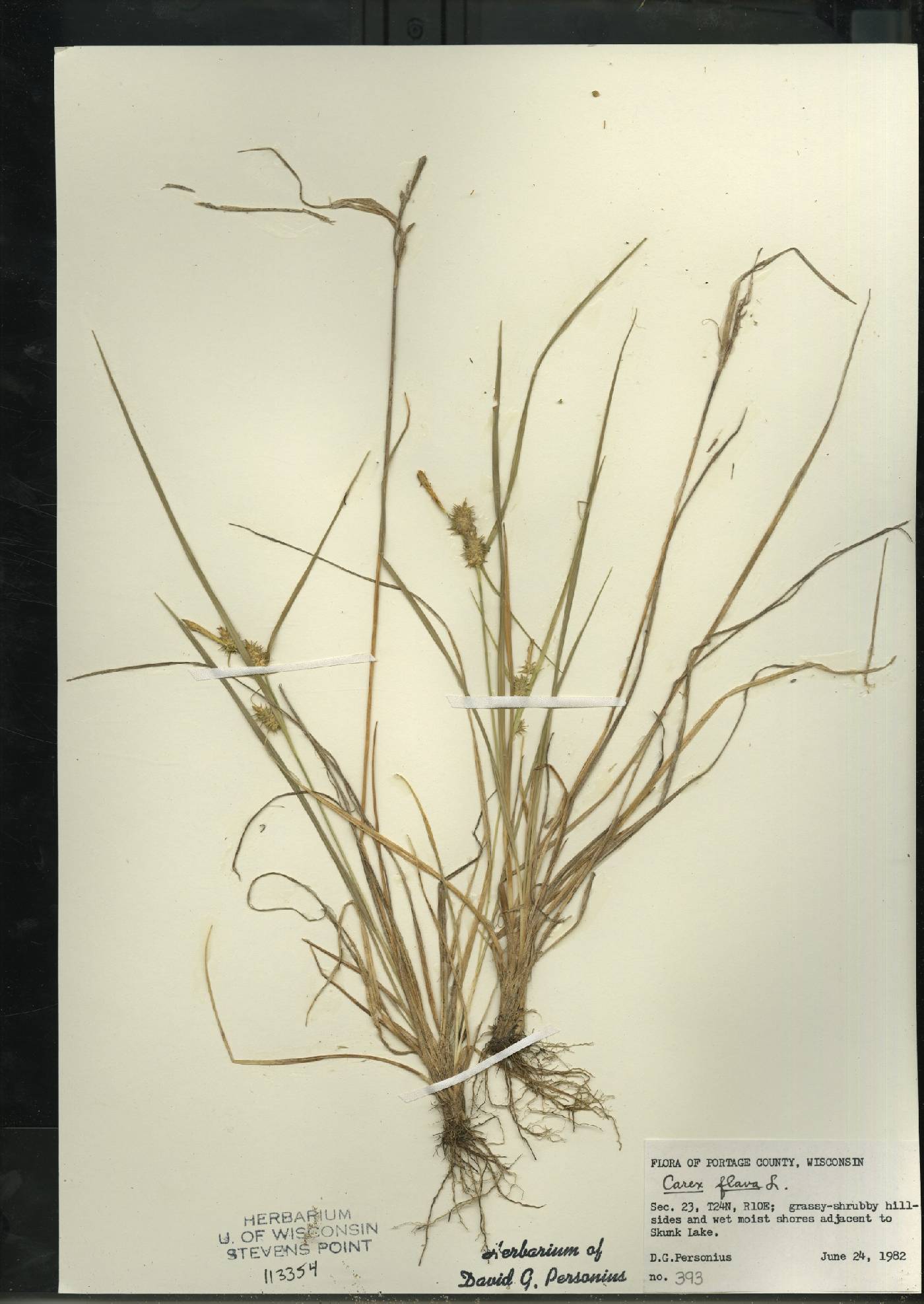 Carex flava image