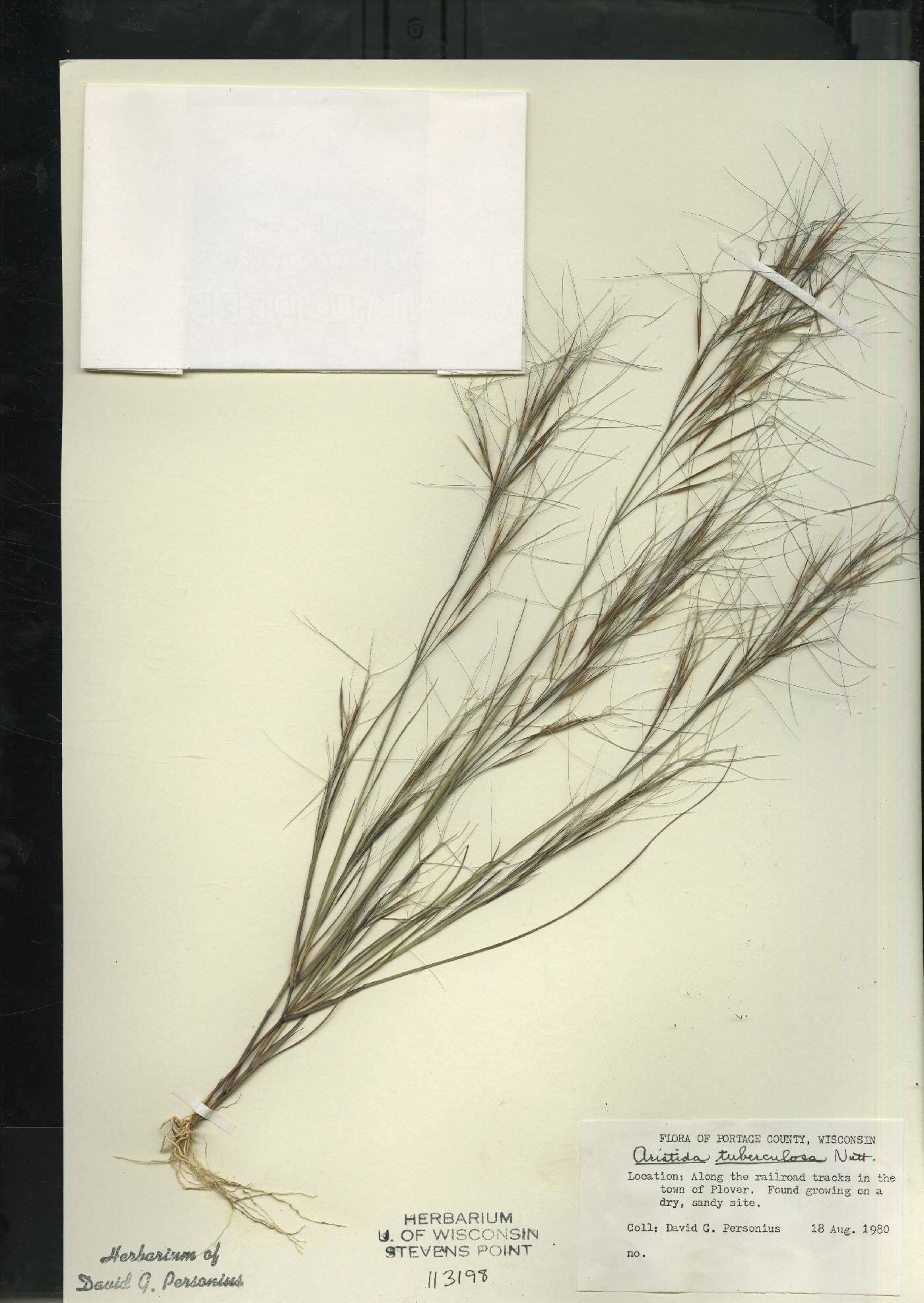 Aristida tuberculosa image