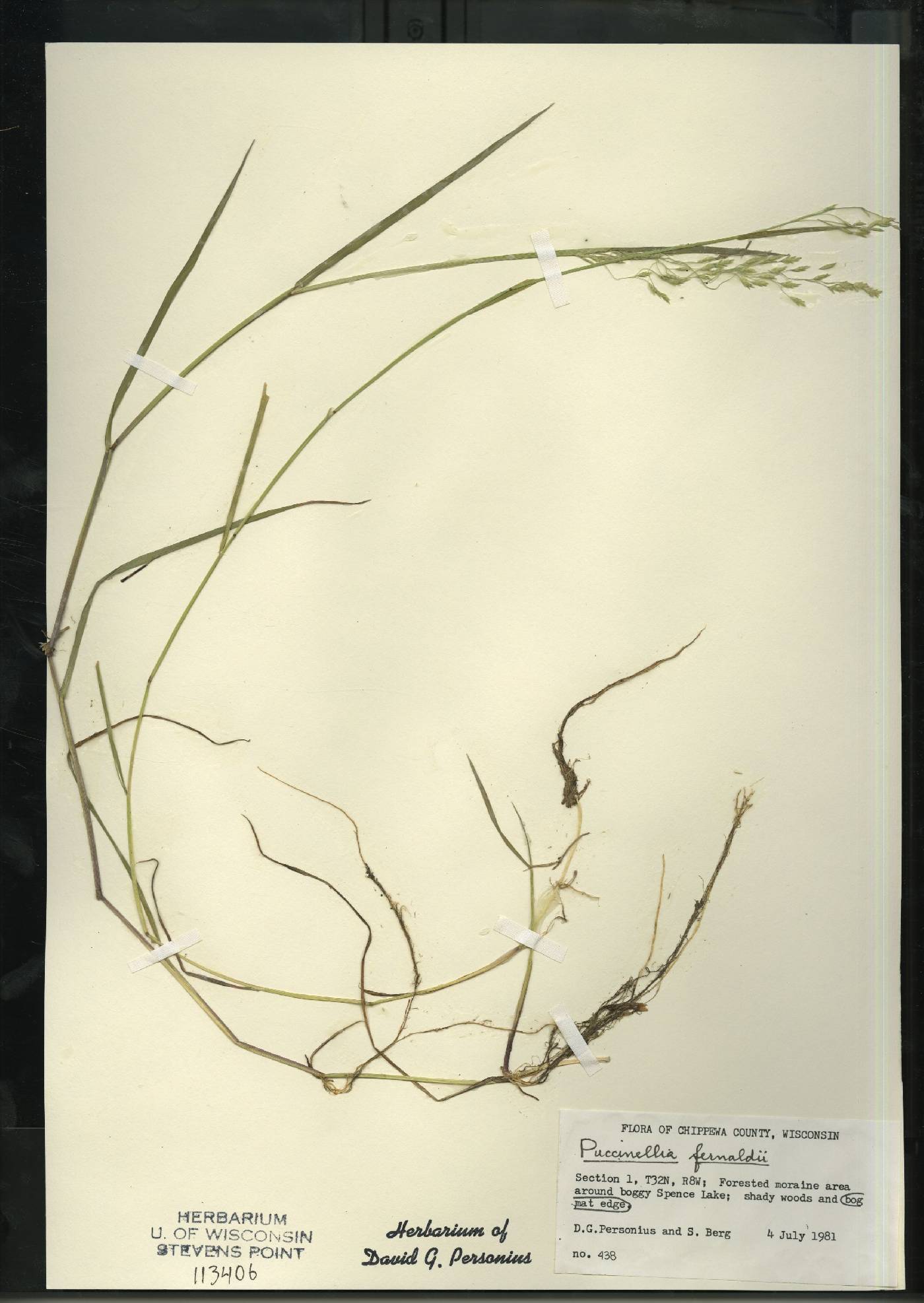 Torreyochloa fernaldii image