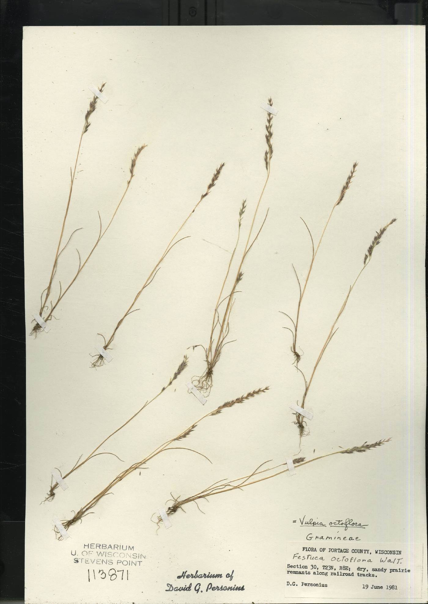 Festuca octoflora image