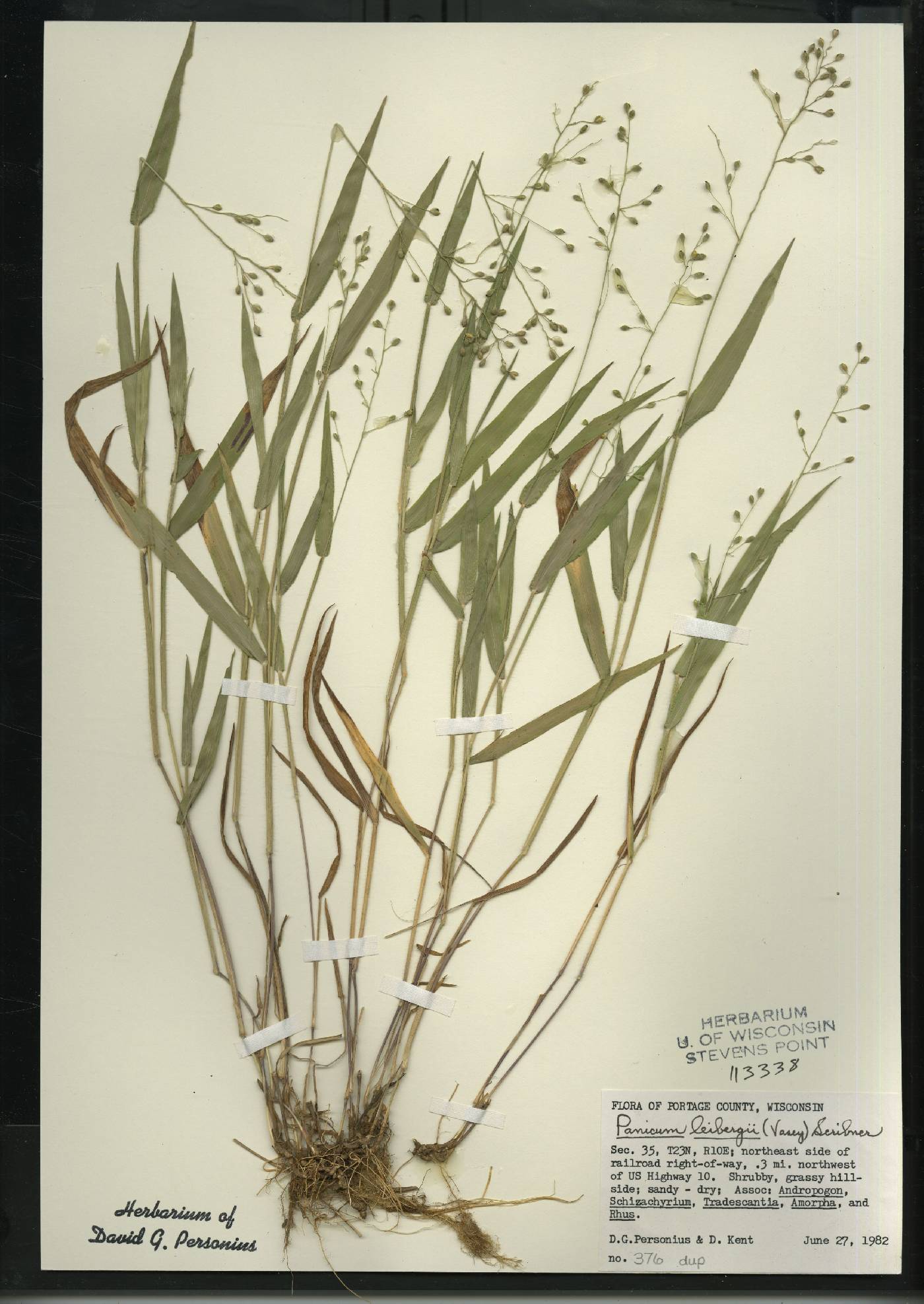 Dichanthelium leibergii image