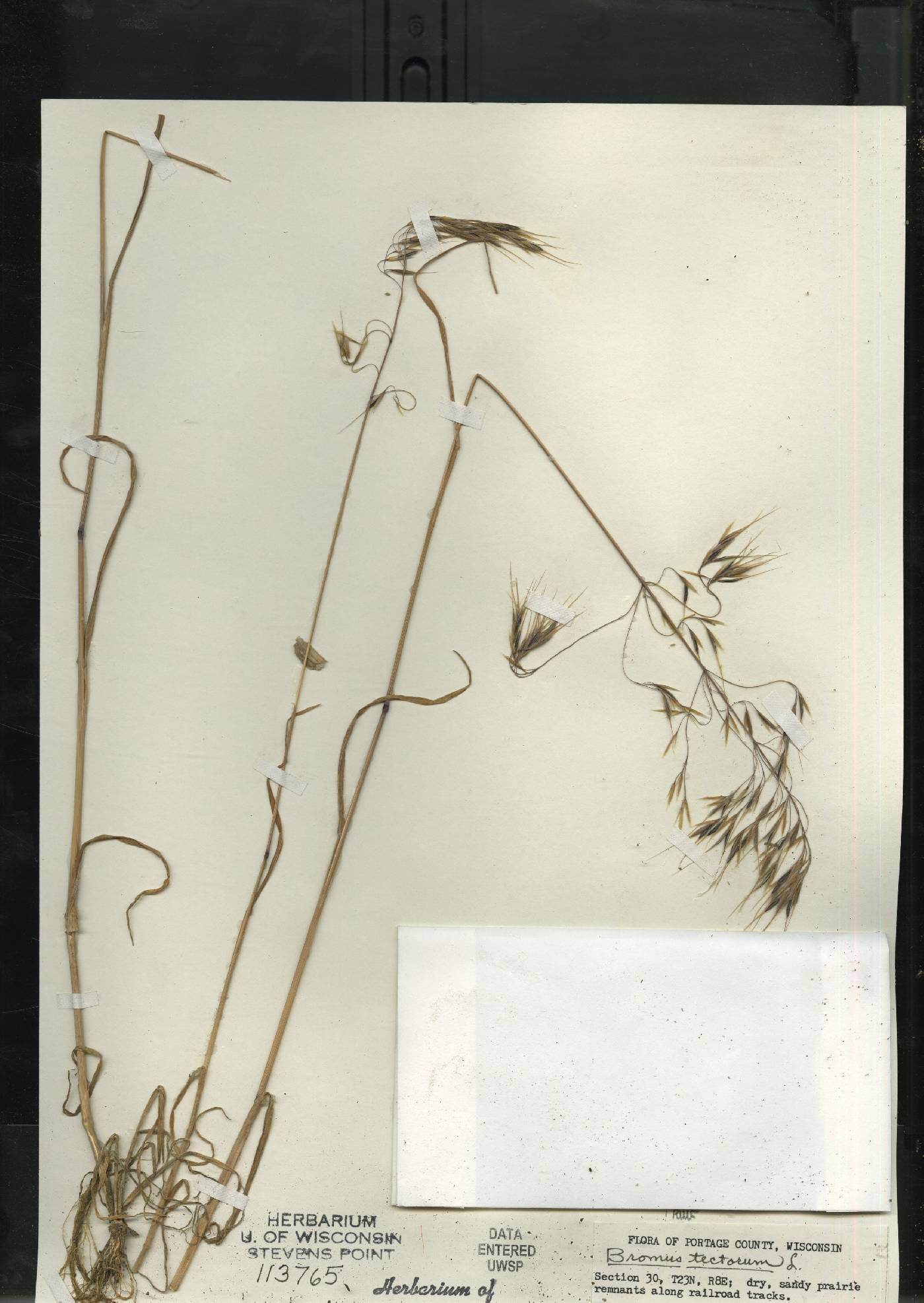 Bromus tectorum image