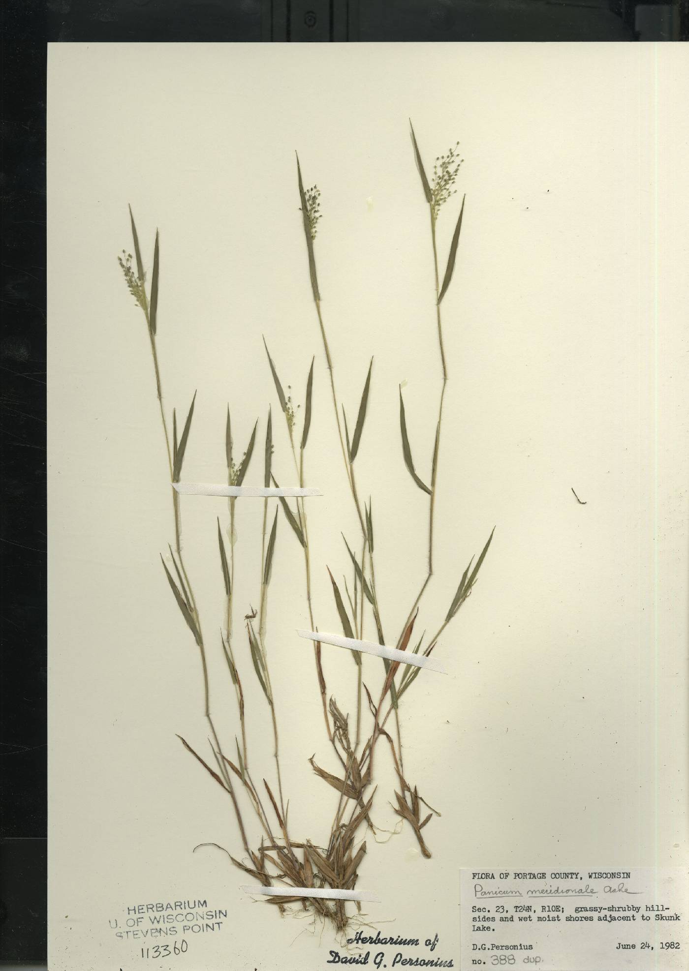 Dichanthelium meridionale image
