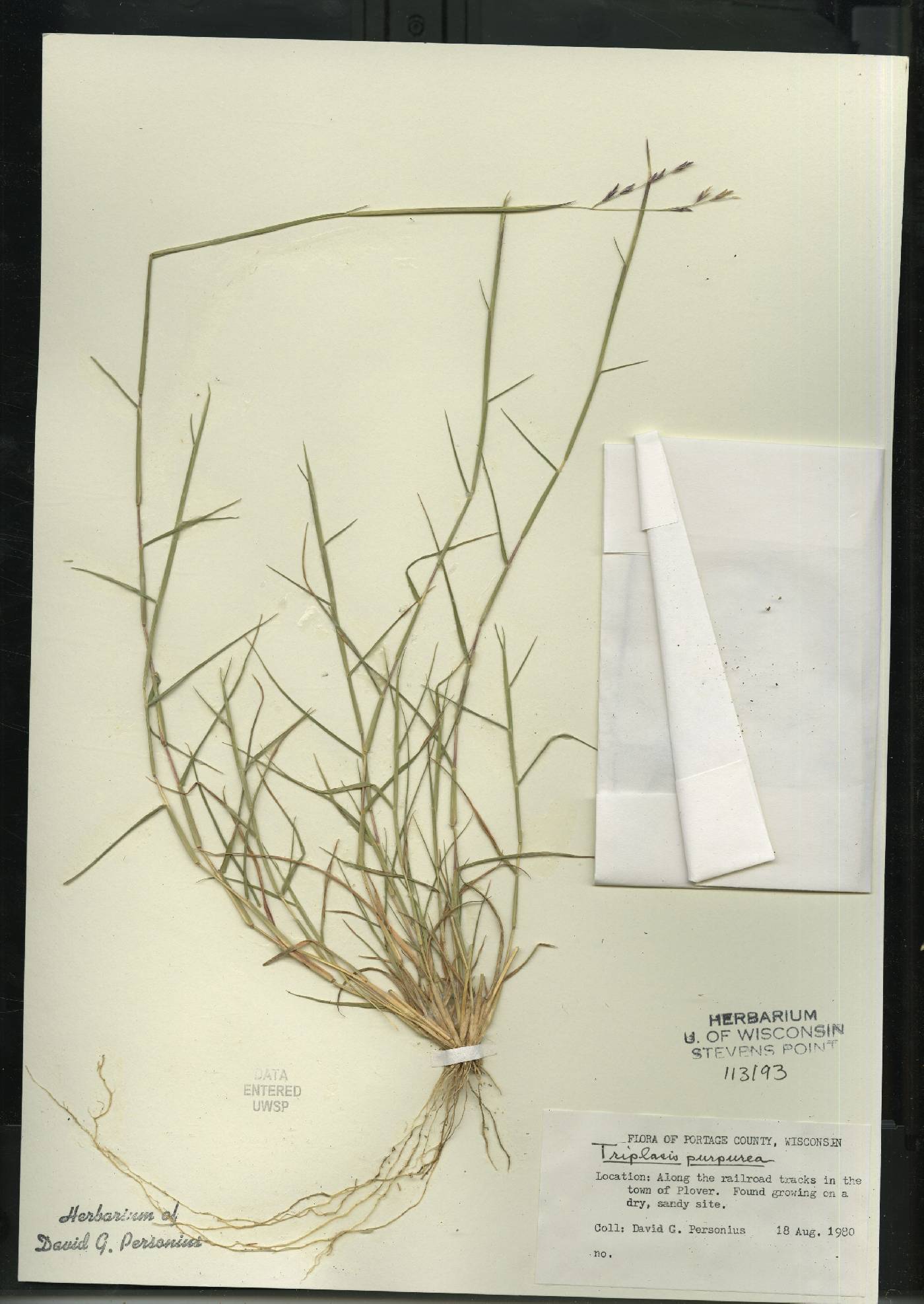 Triplasis purpurea image
