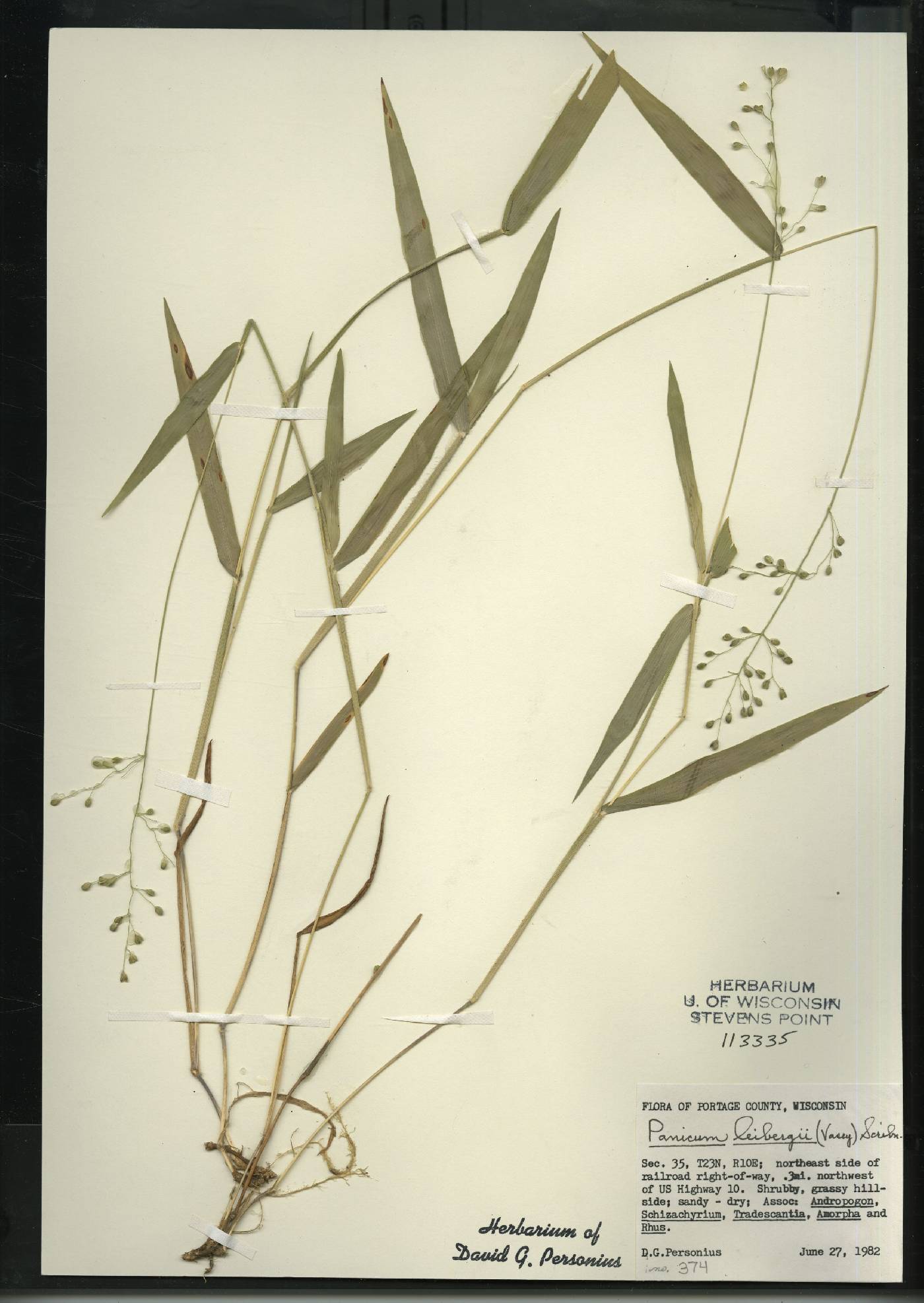 Dichanthelium leibergii image
