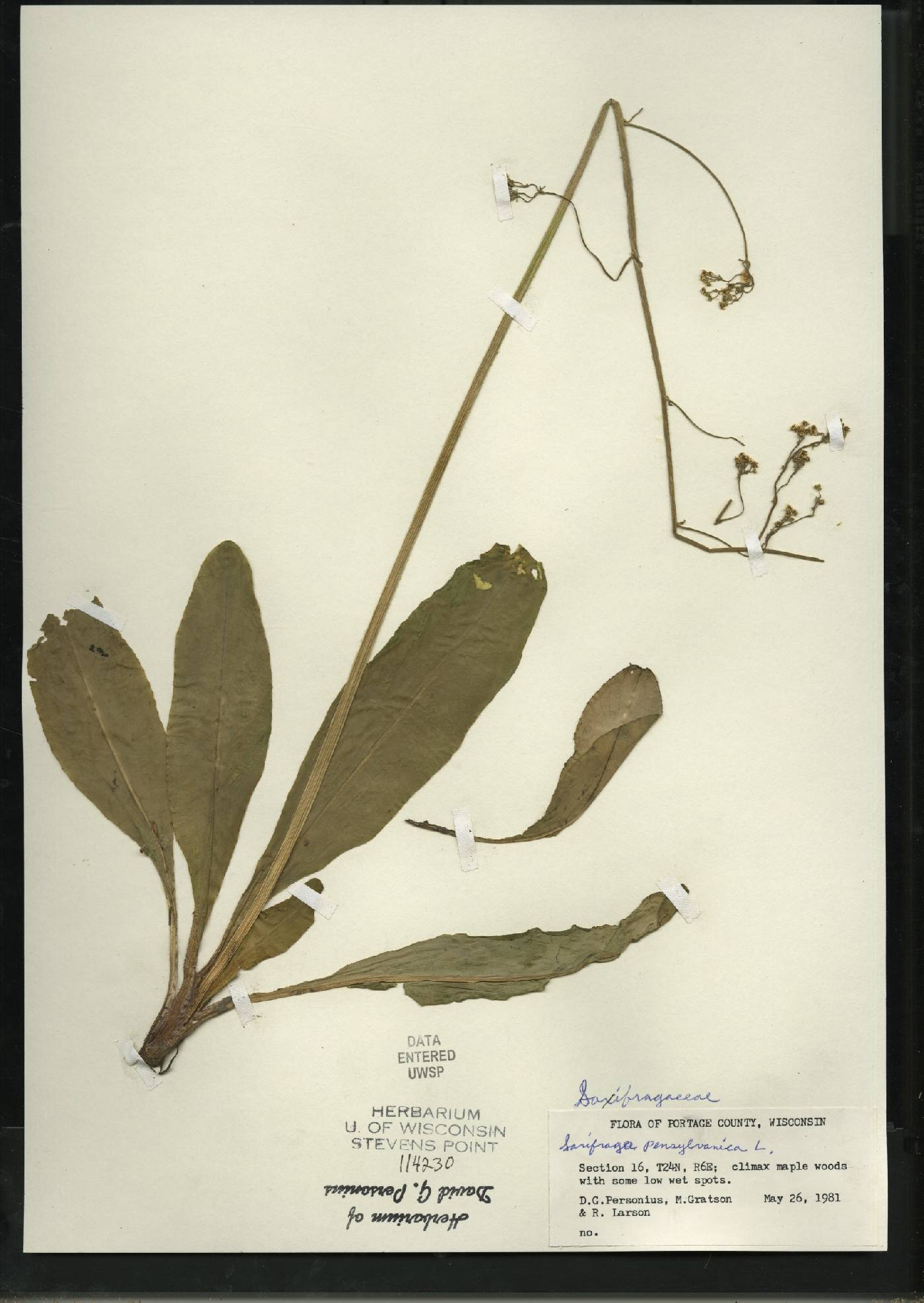 Micranthes pensylvanica image