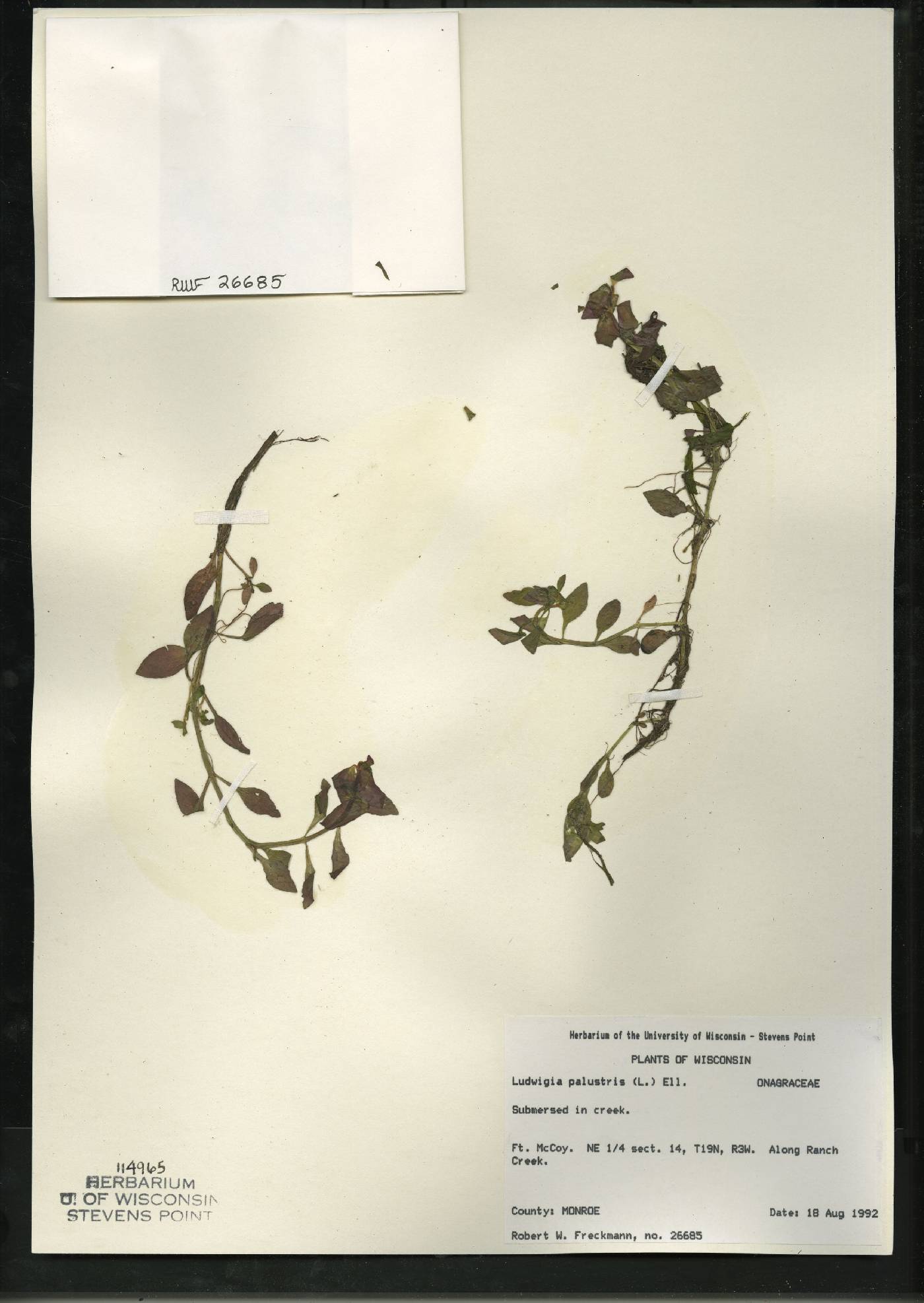 Ludwigia palustris image