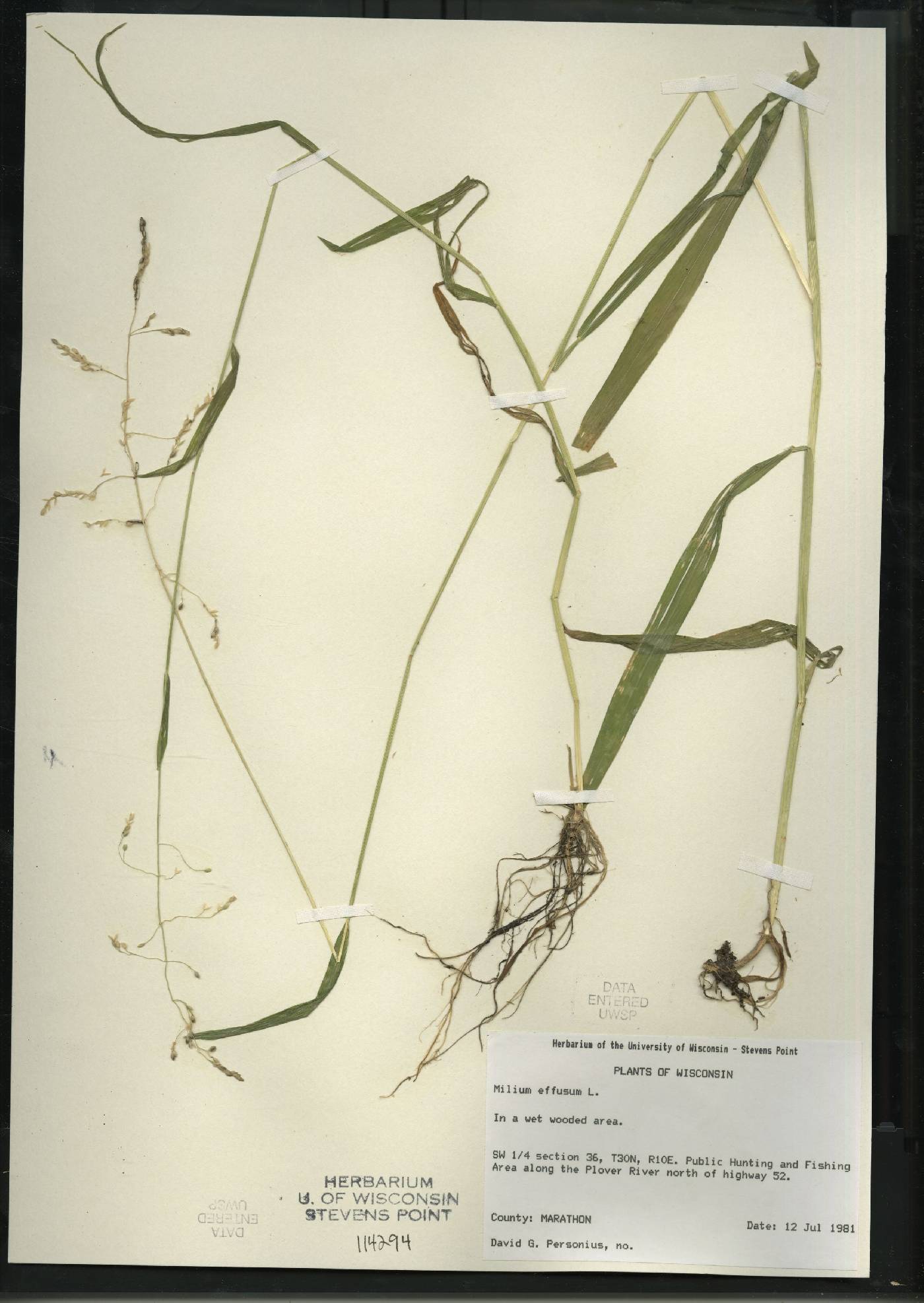 Milium effusum image