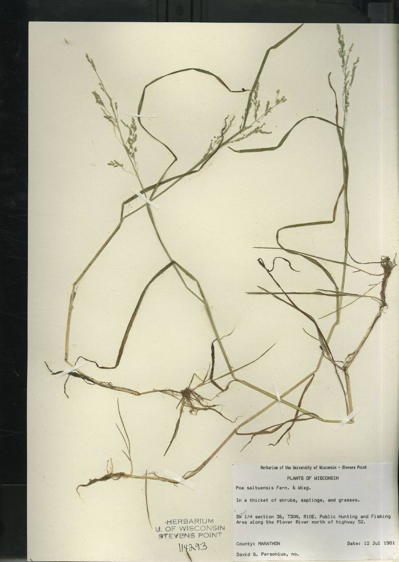 Poa trivialis image