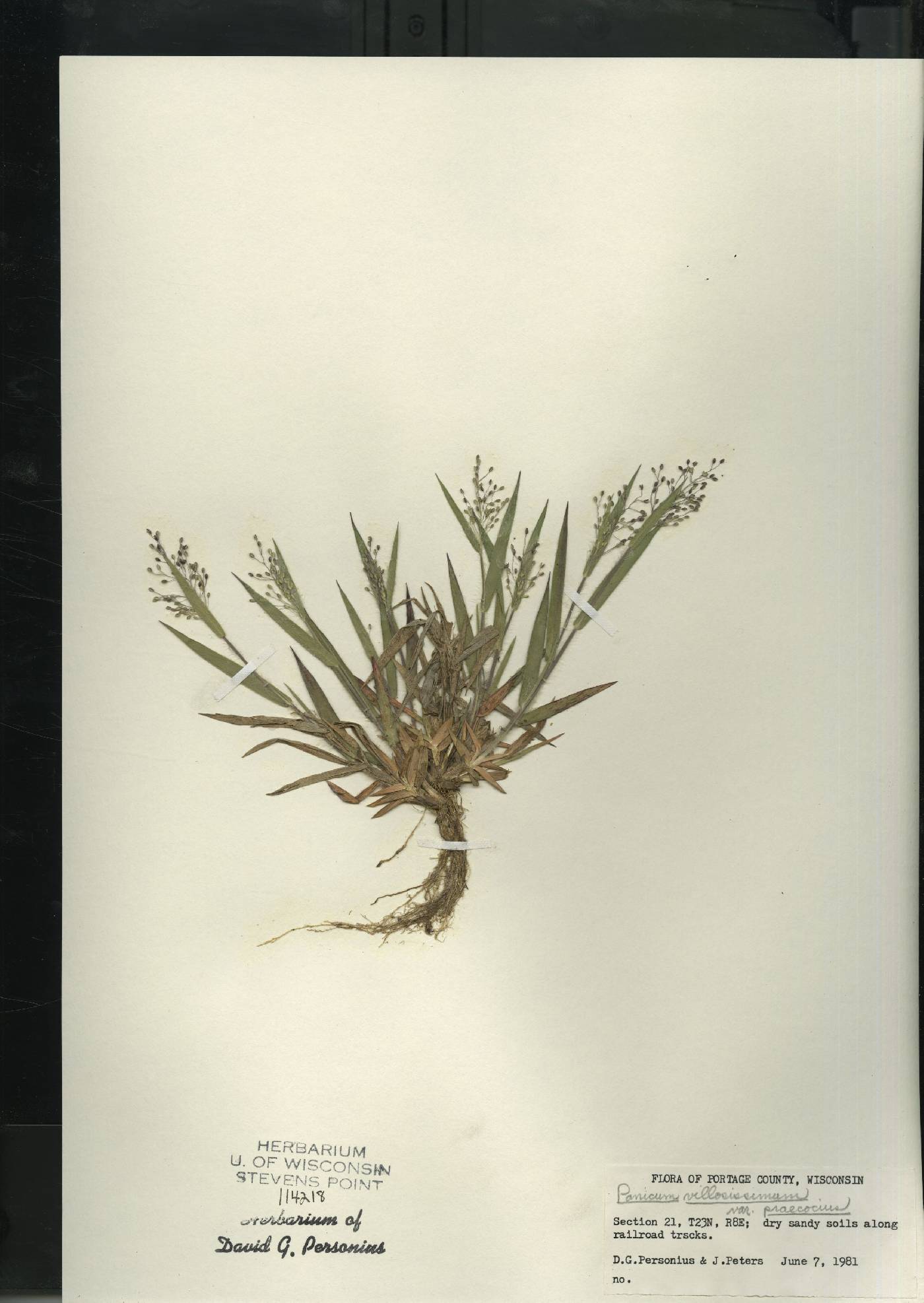 Dichanthelium villosissimum var. praecocius image