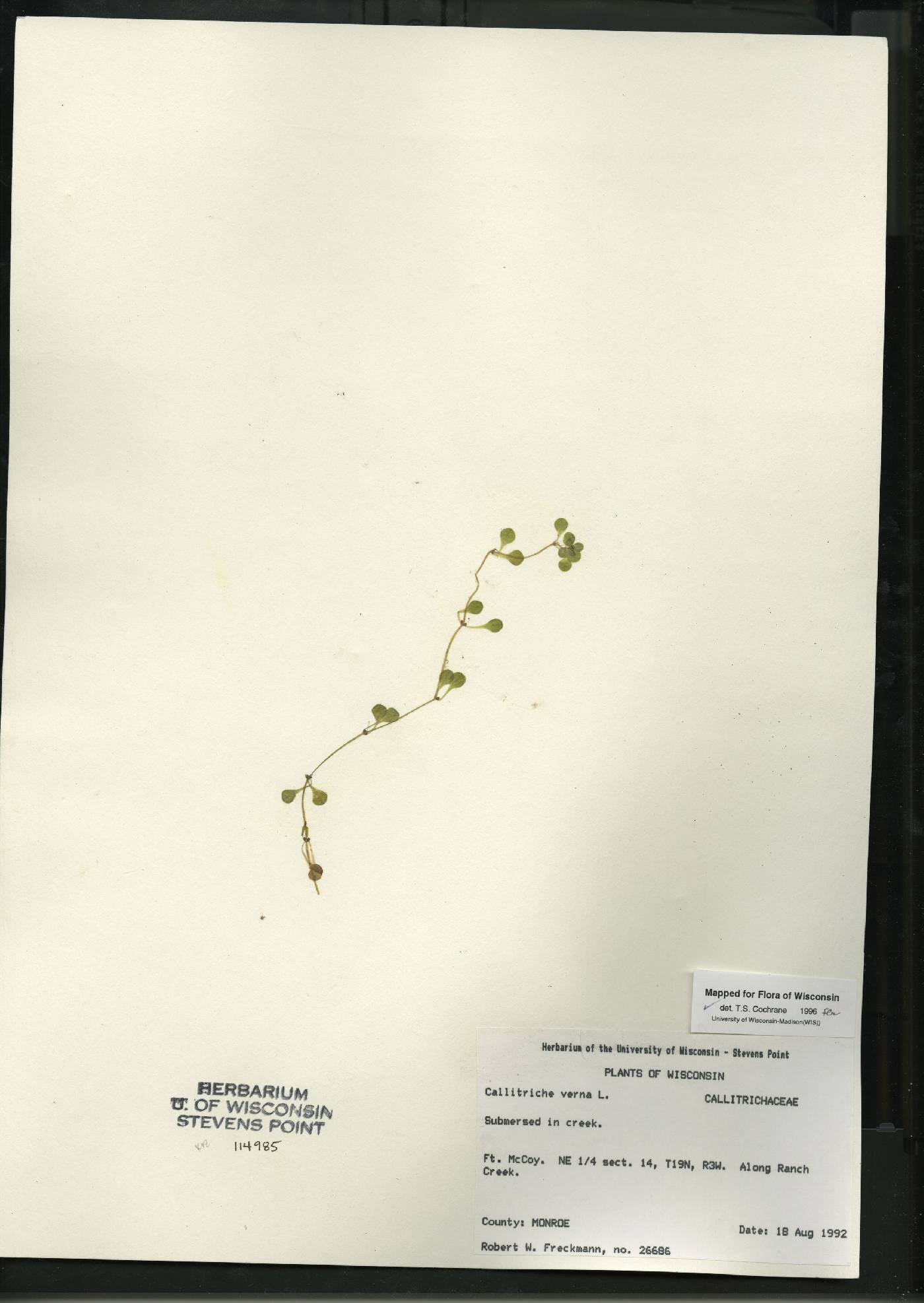 Callitriche palustris image