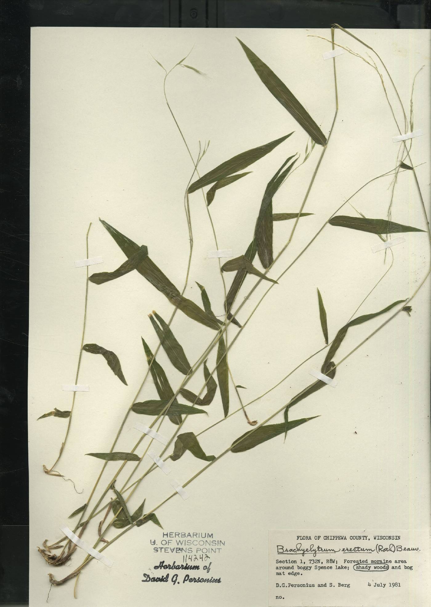 Brachyelytrum aristosum image