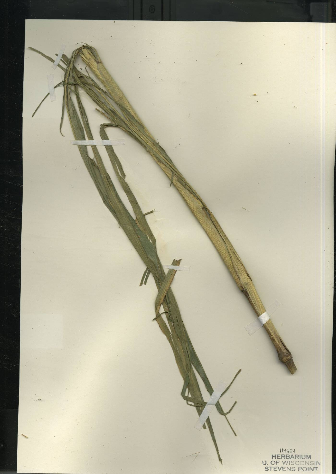 Setaria italica image