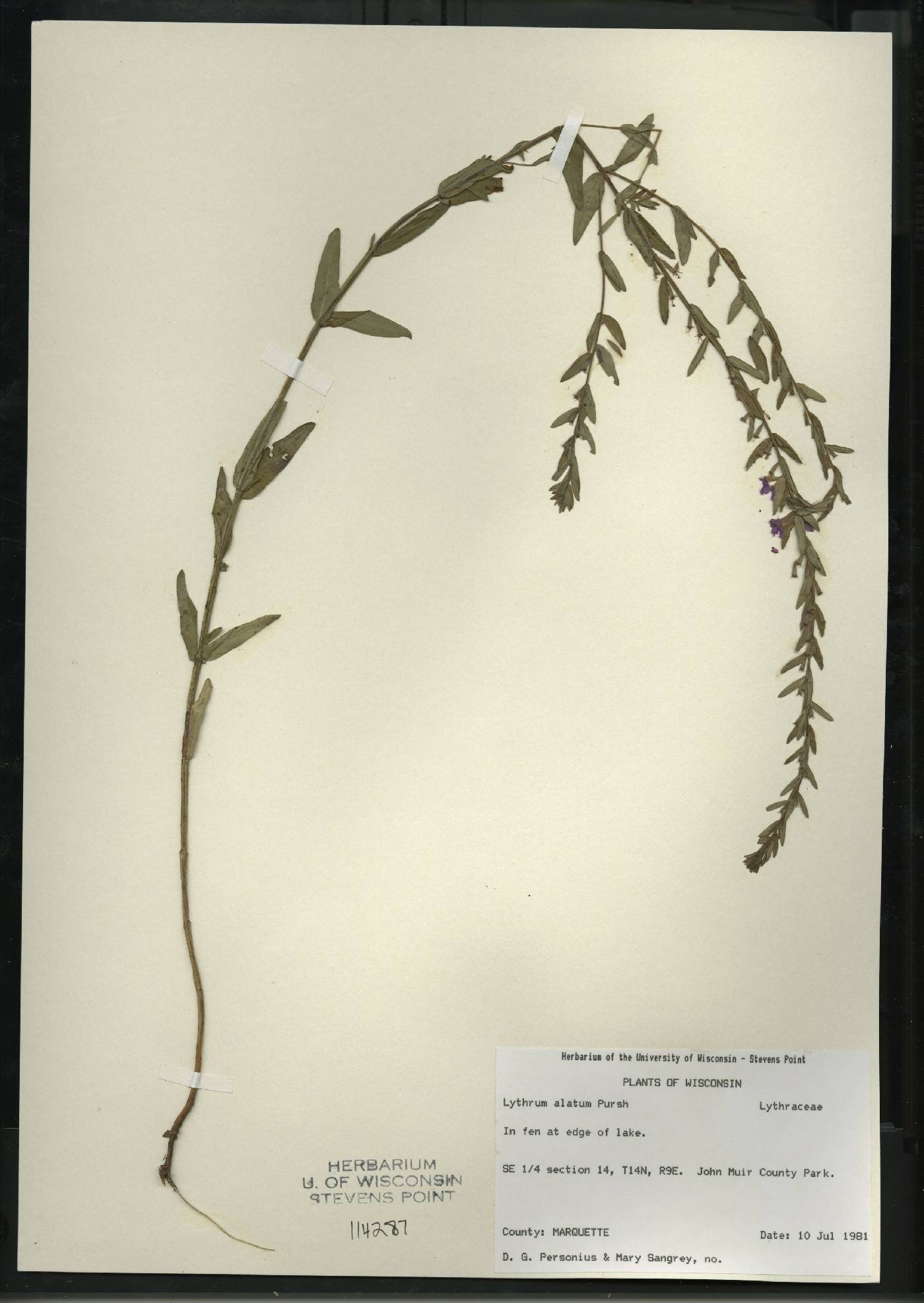 Lythrum alatum var. alatum image