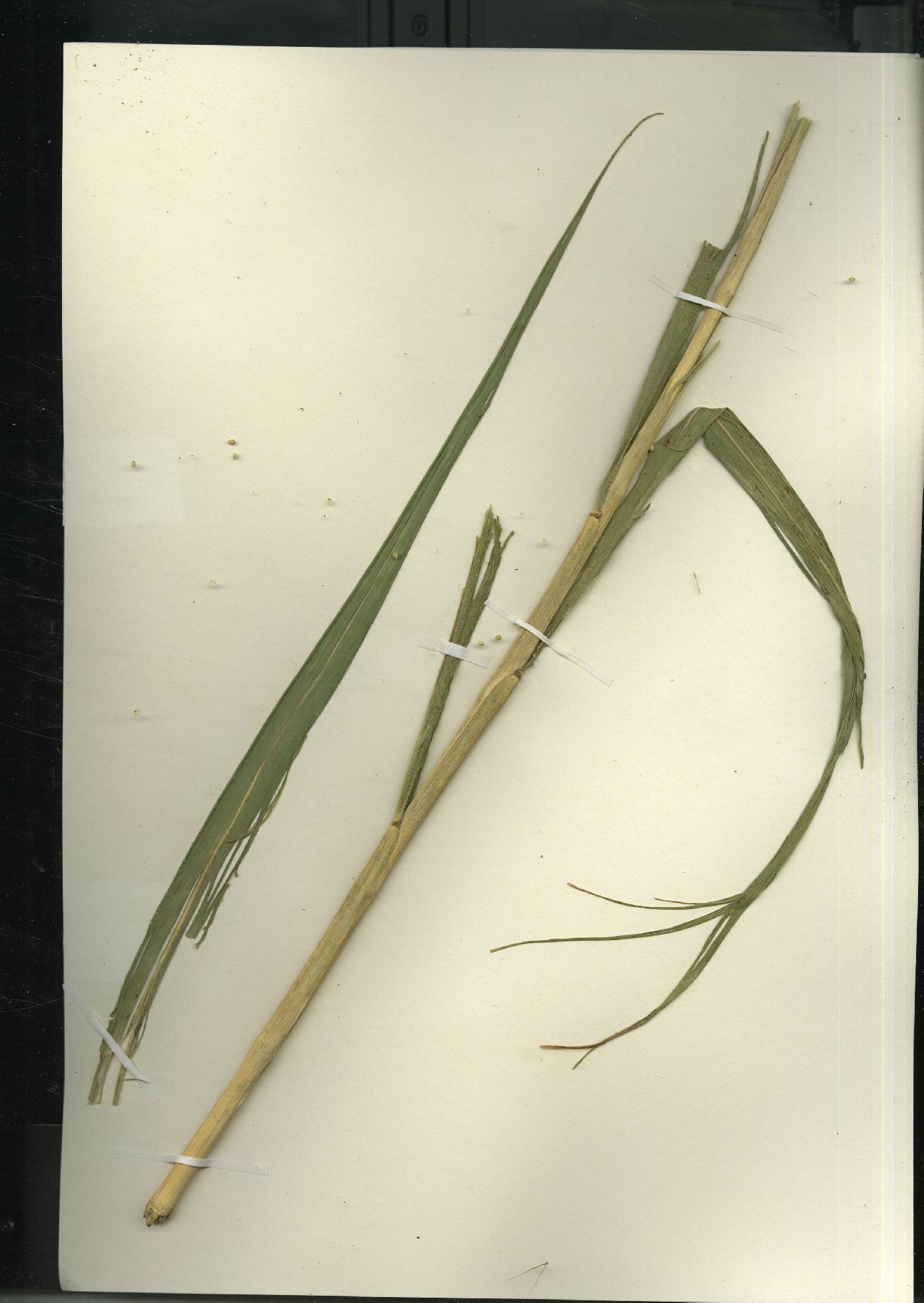 Setaria italica image