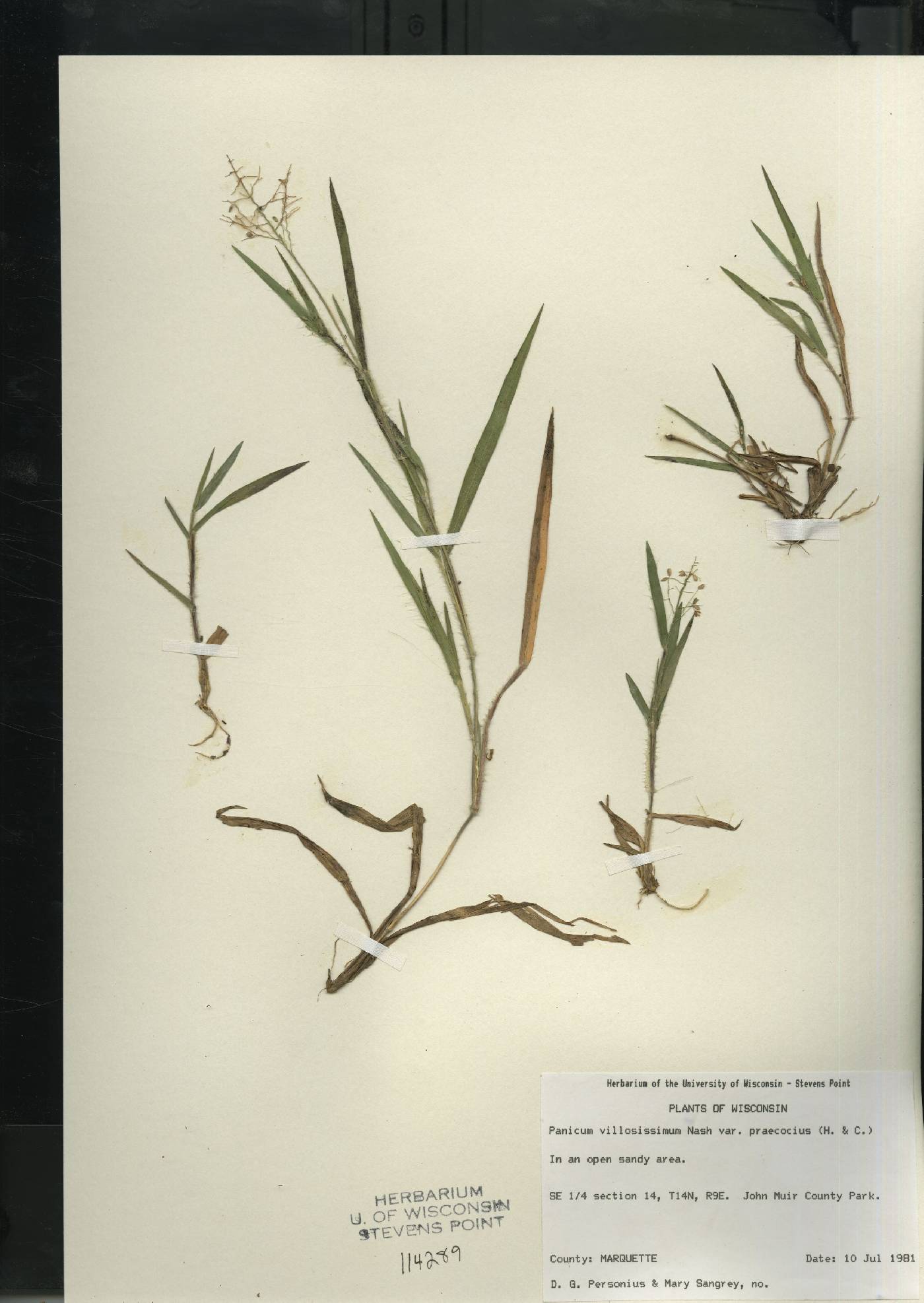 Dichanthelium villosissimum var. praecocius image