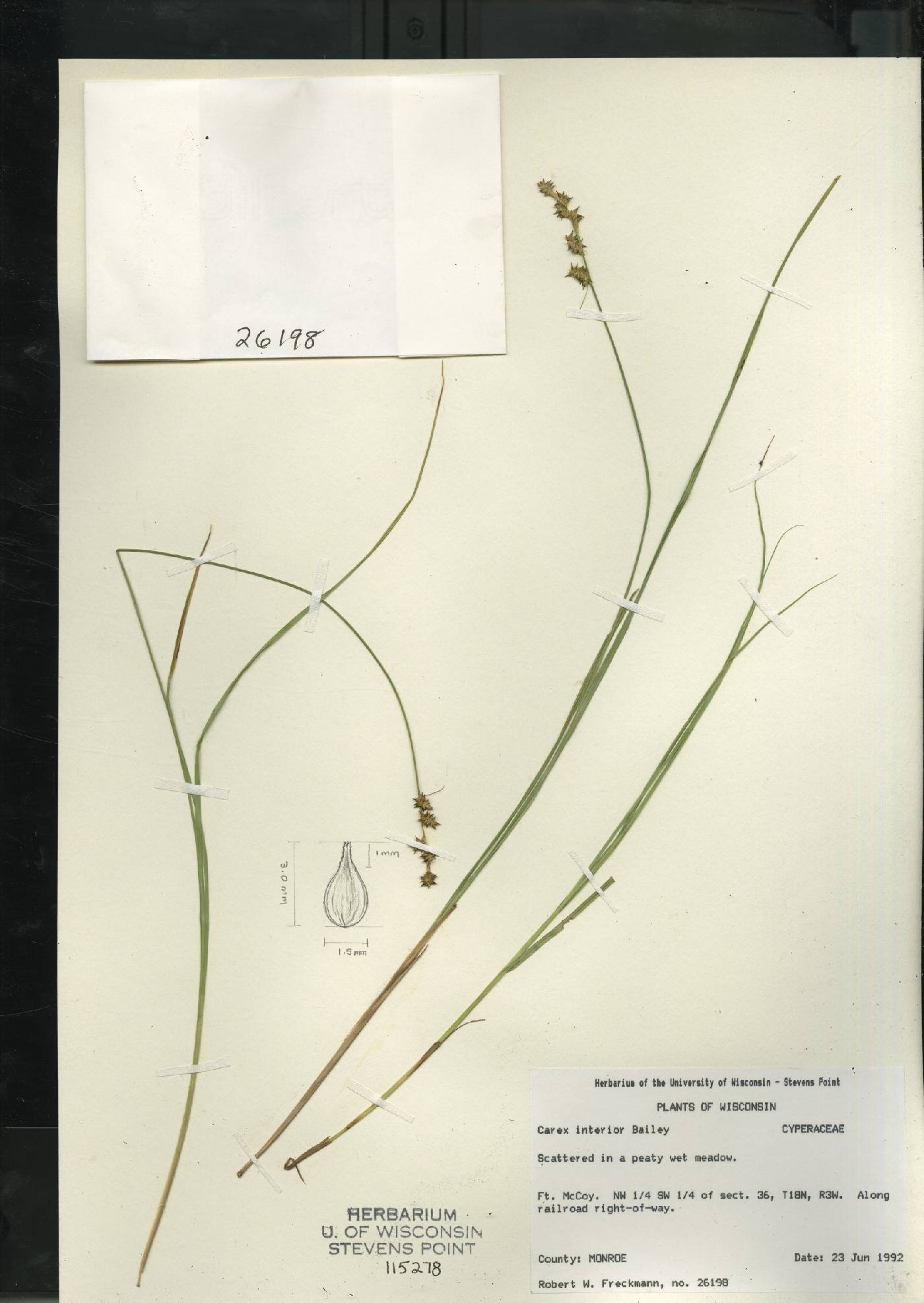 Carex interior image