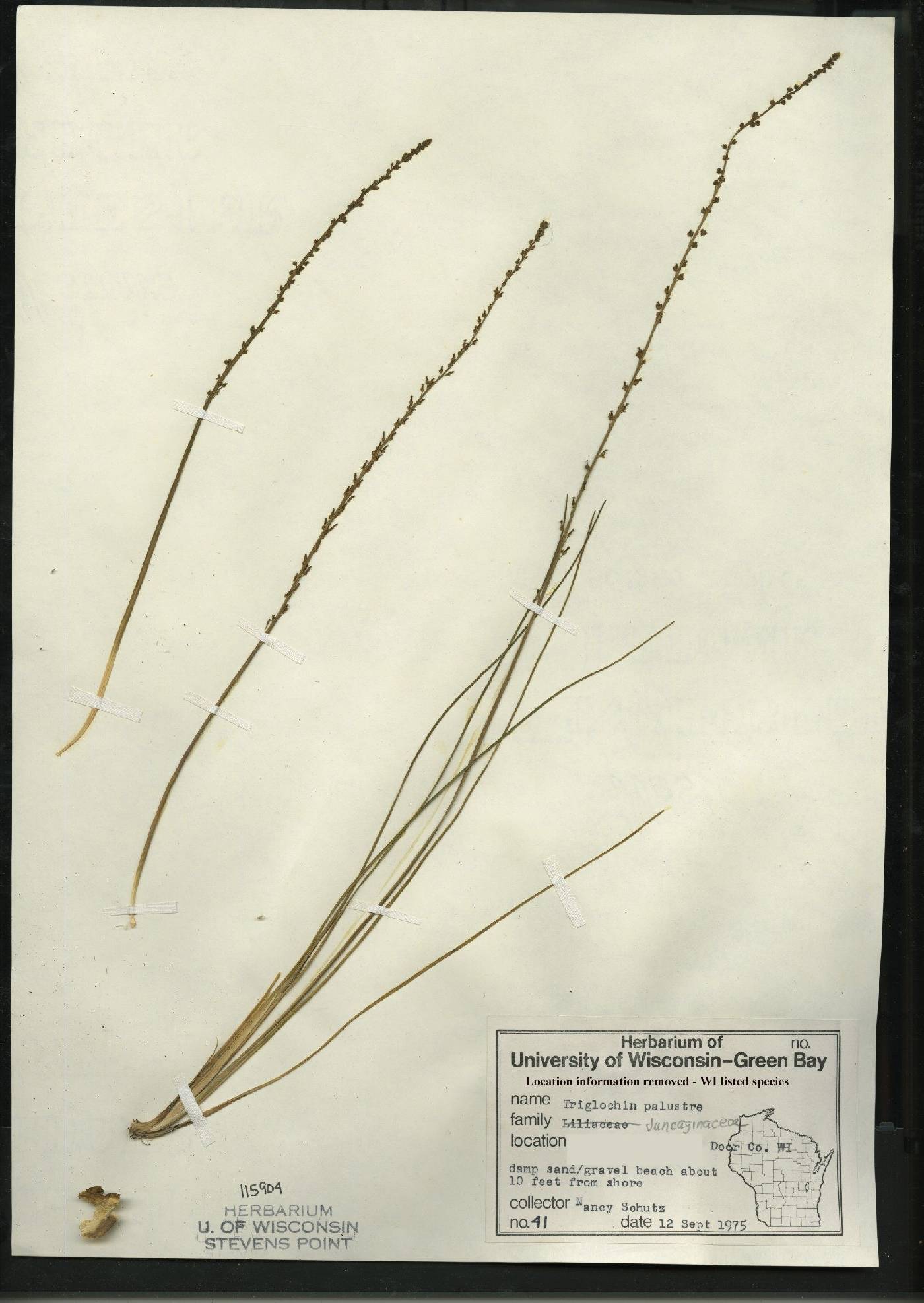 Triglochin palustris image