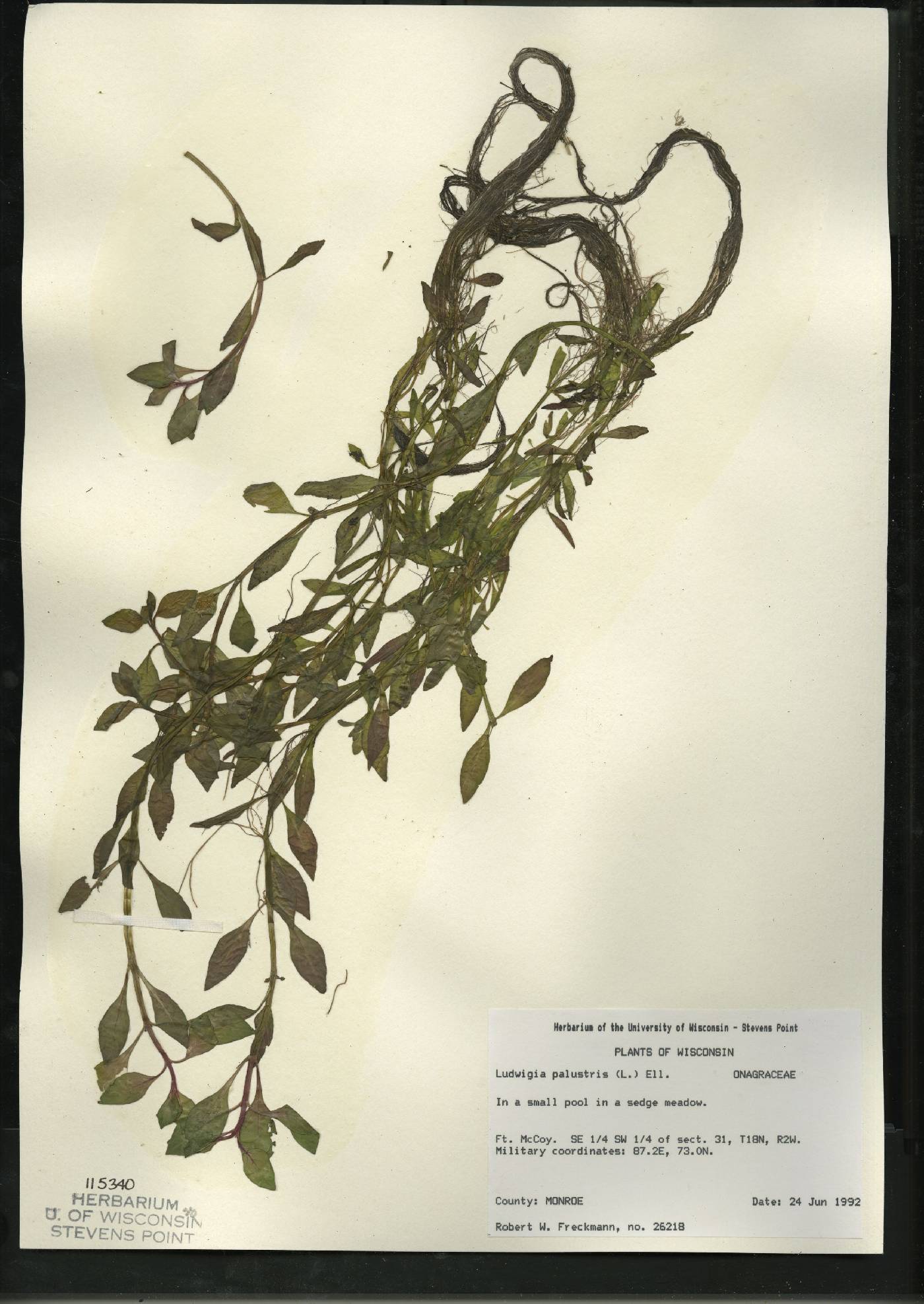 Ludwigia palustris image