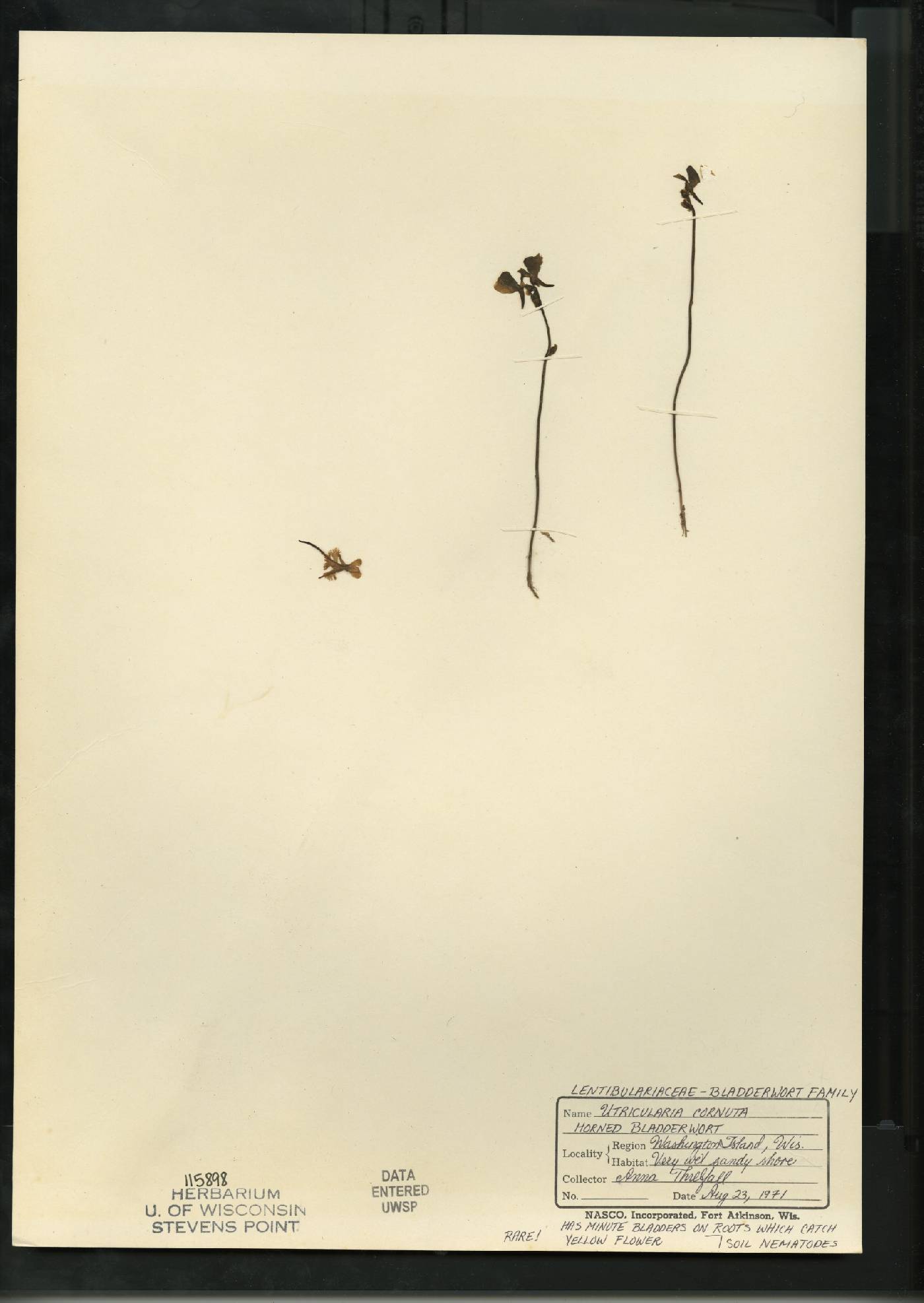 Utricularia cornuta image