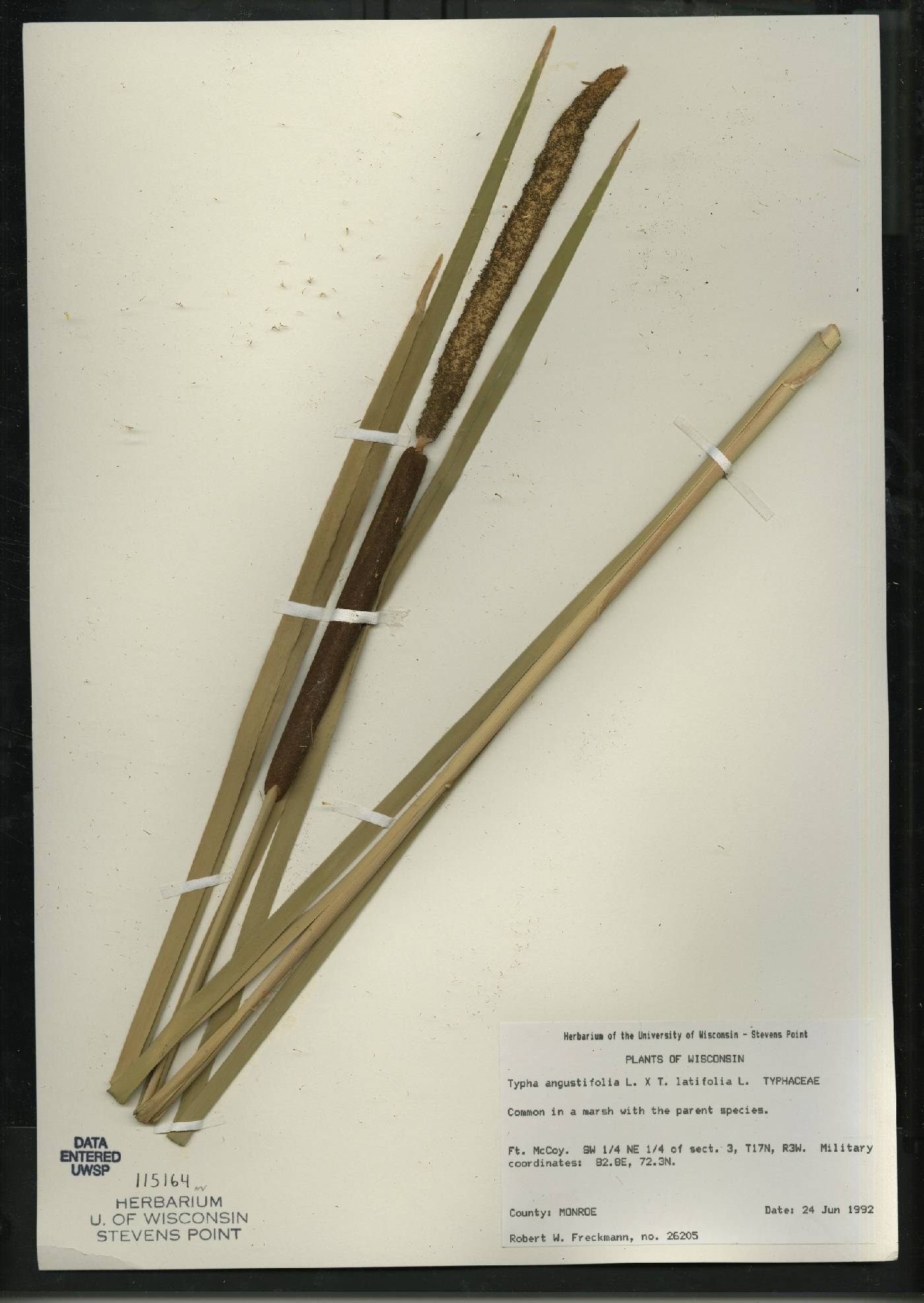 Typha X glauca image