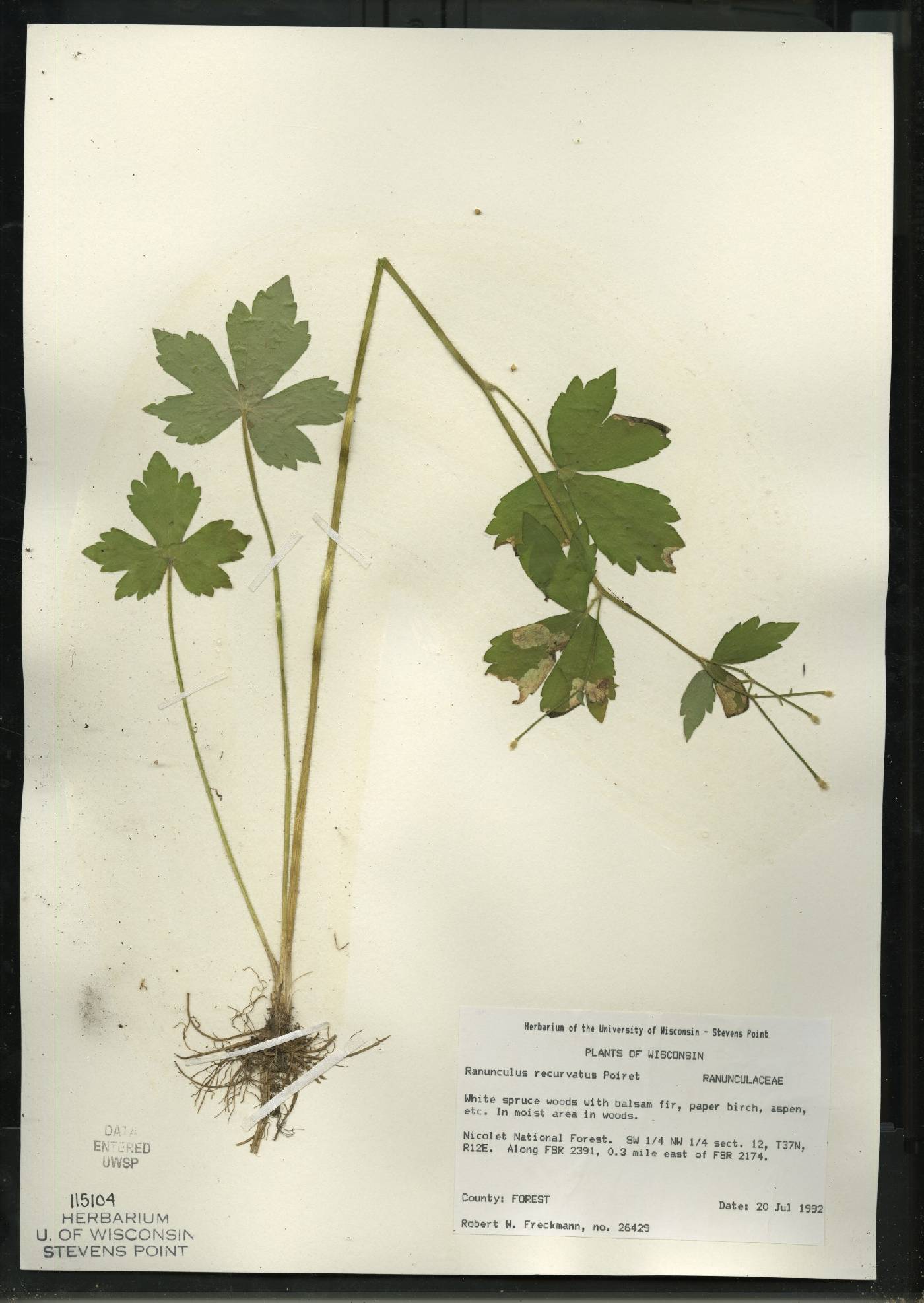 Ranunculus recurvatus var. recurvatus image