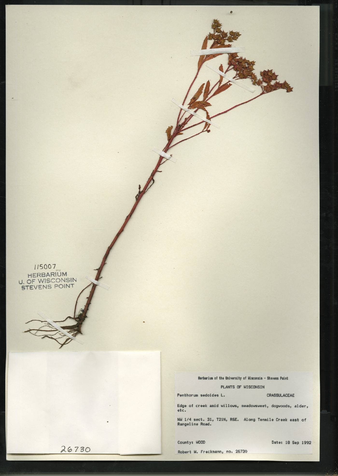 Penthorum sedoides image