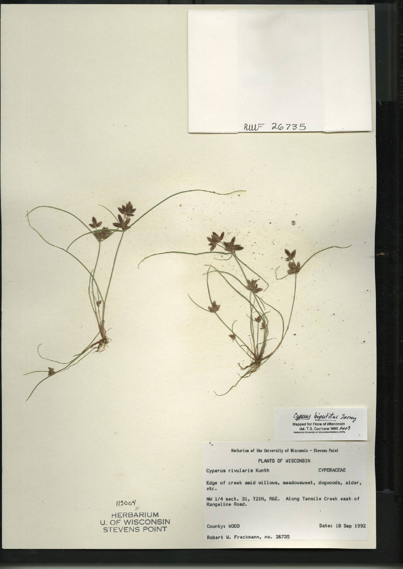 Cyperus bipartitus image