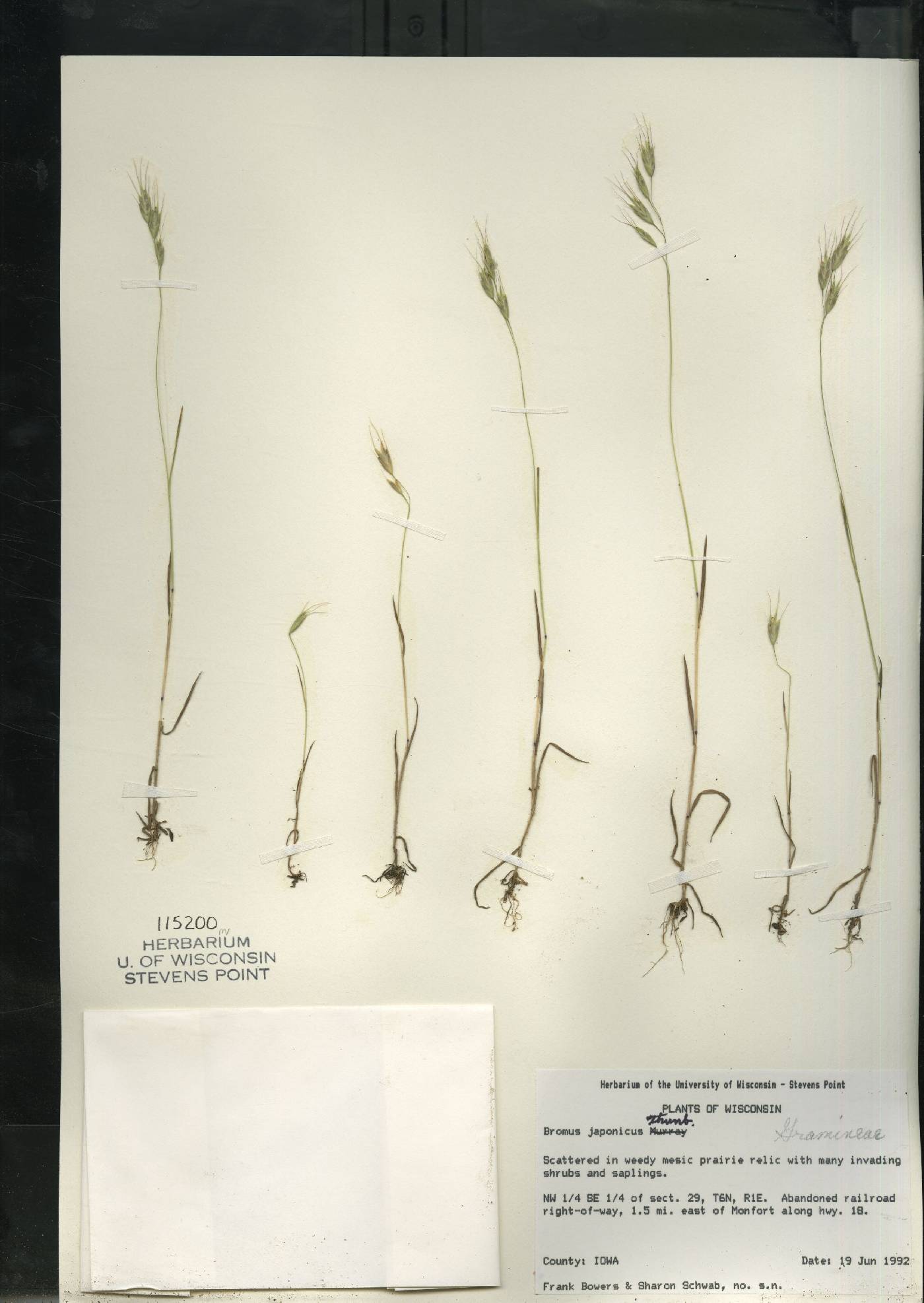 Bromus arvensis image