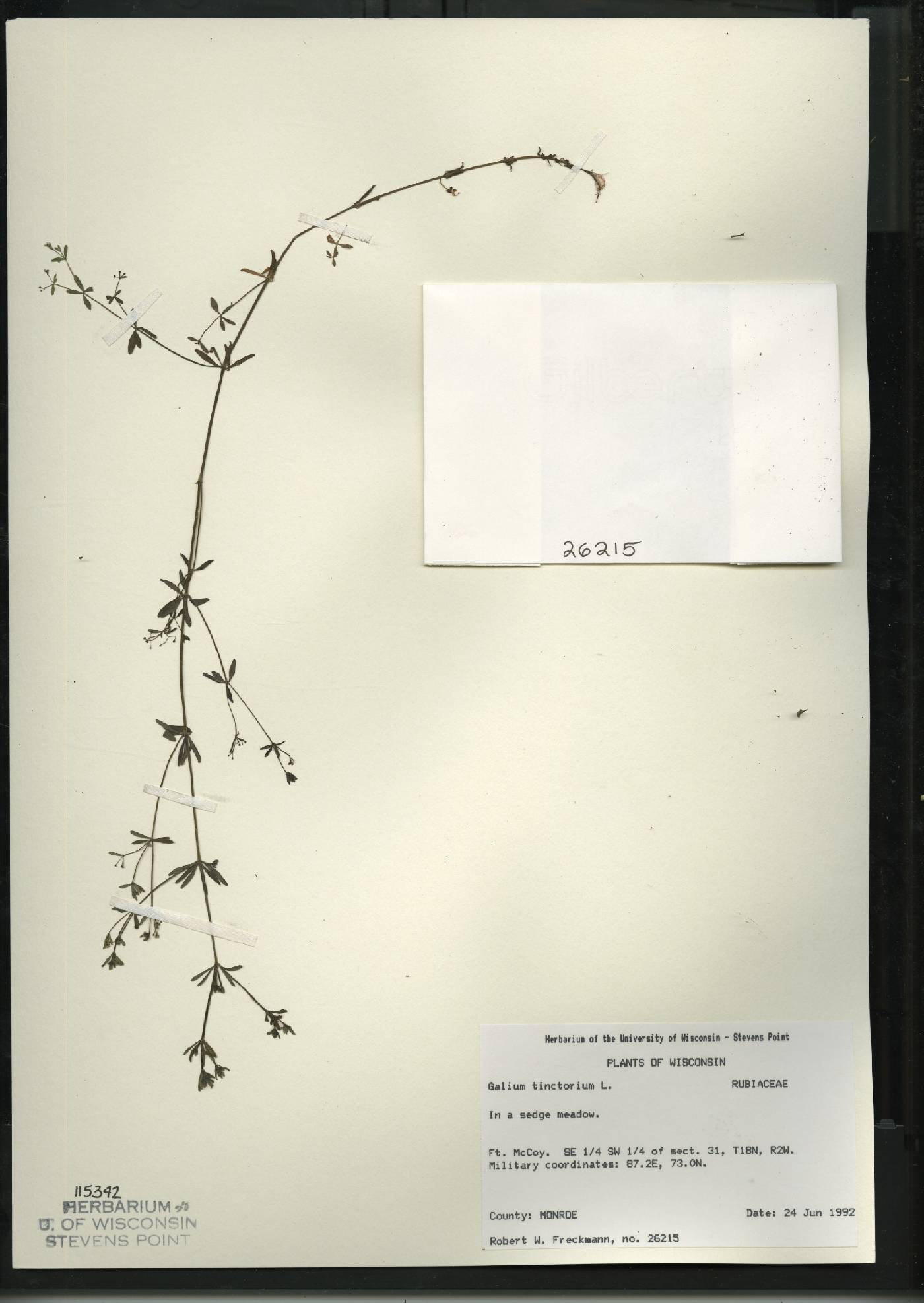 Galium tinctorium image